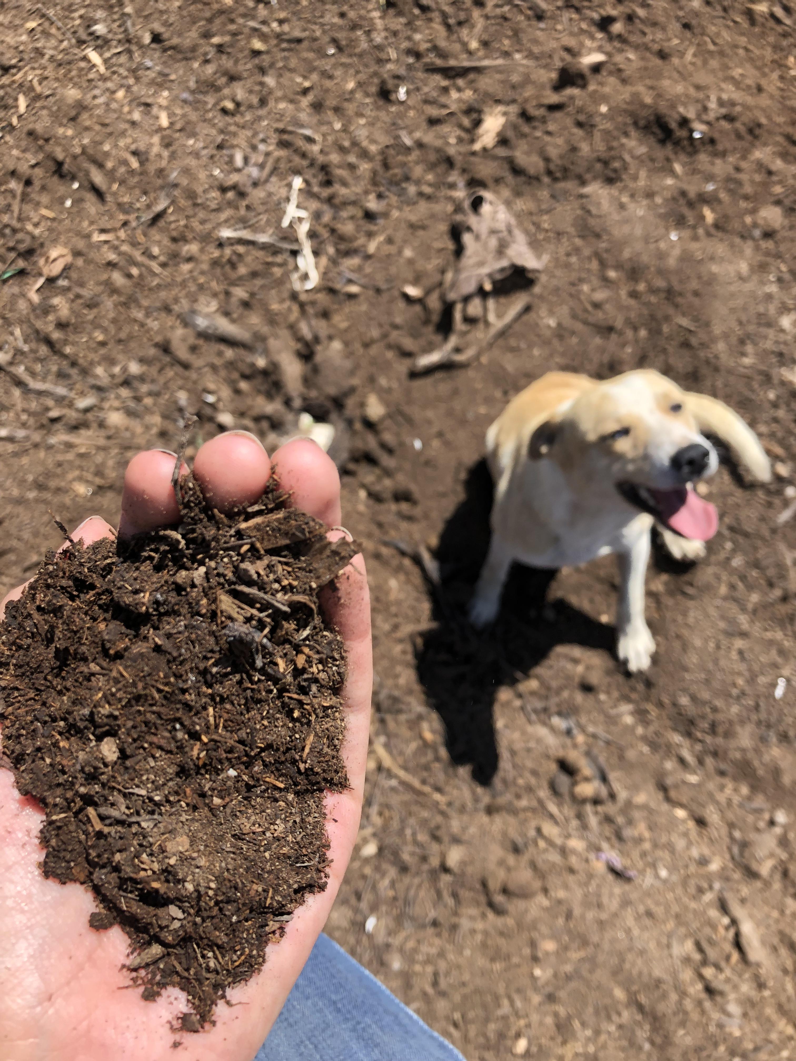 Some beautiful almostfinished compost from out largescale operation