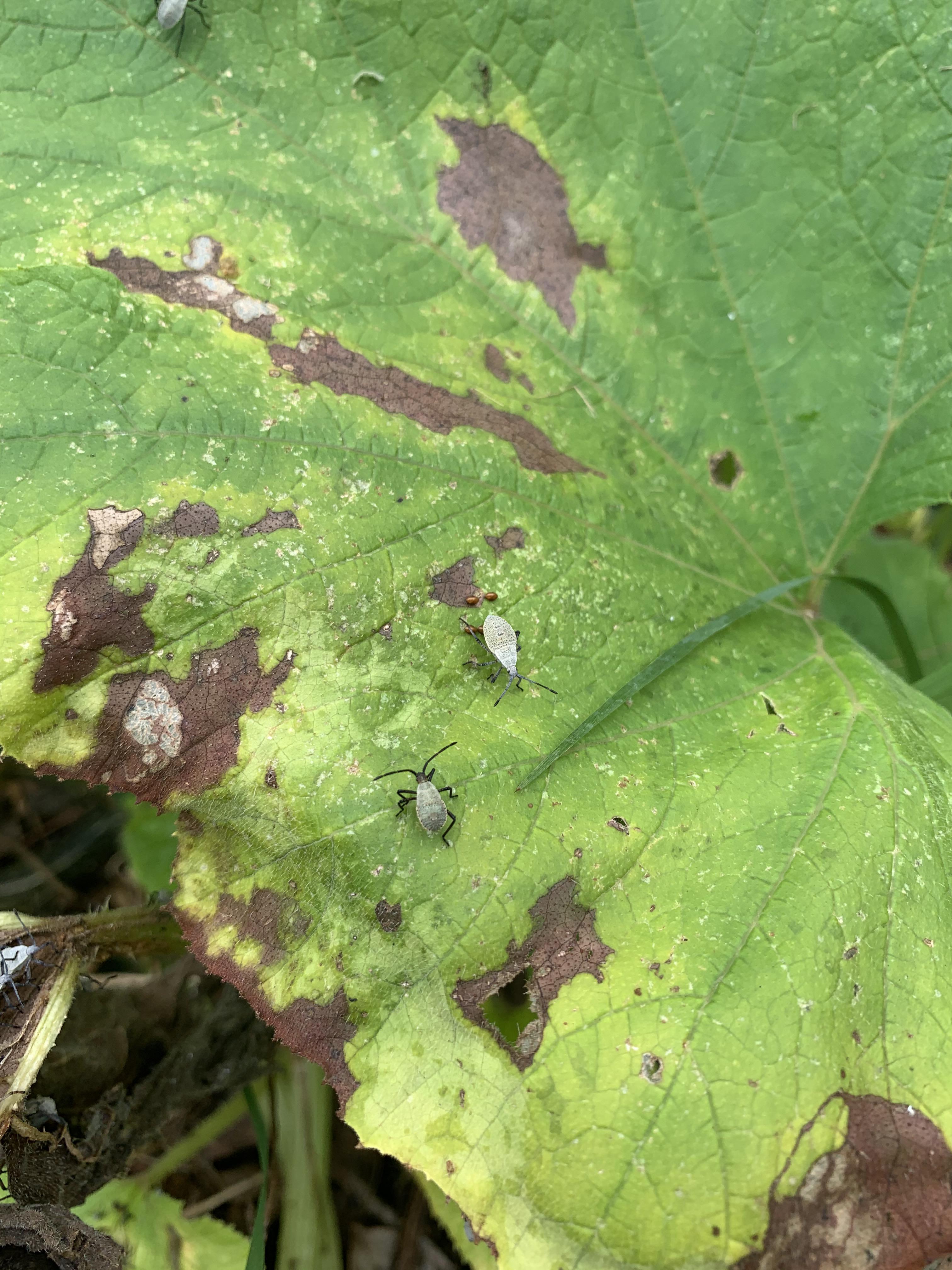 what are these pesky little things??? They are eating my pumpkin plants
