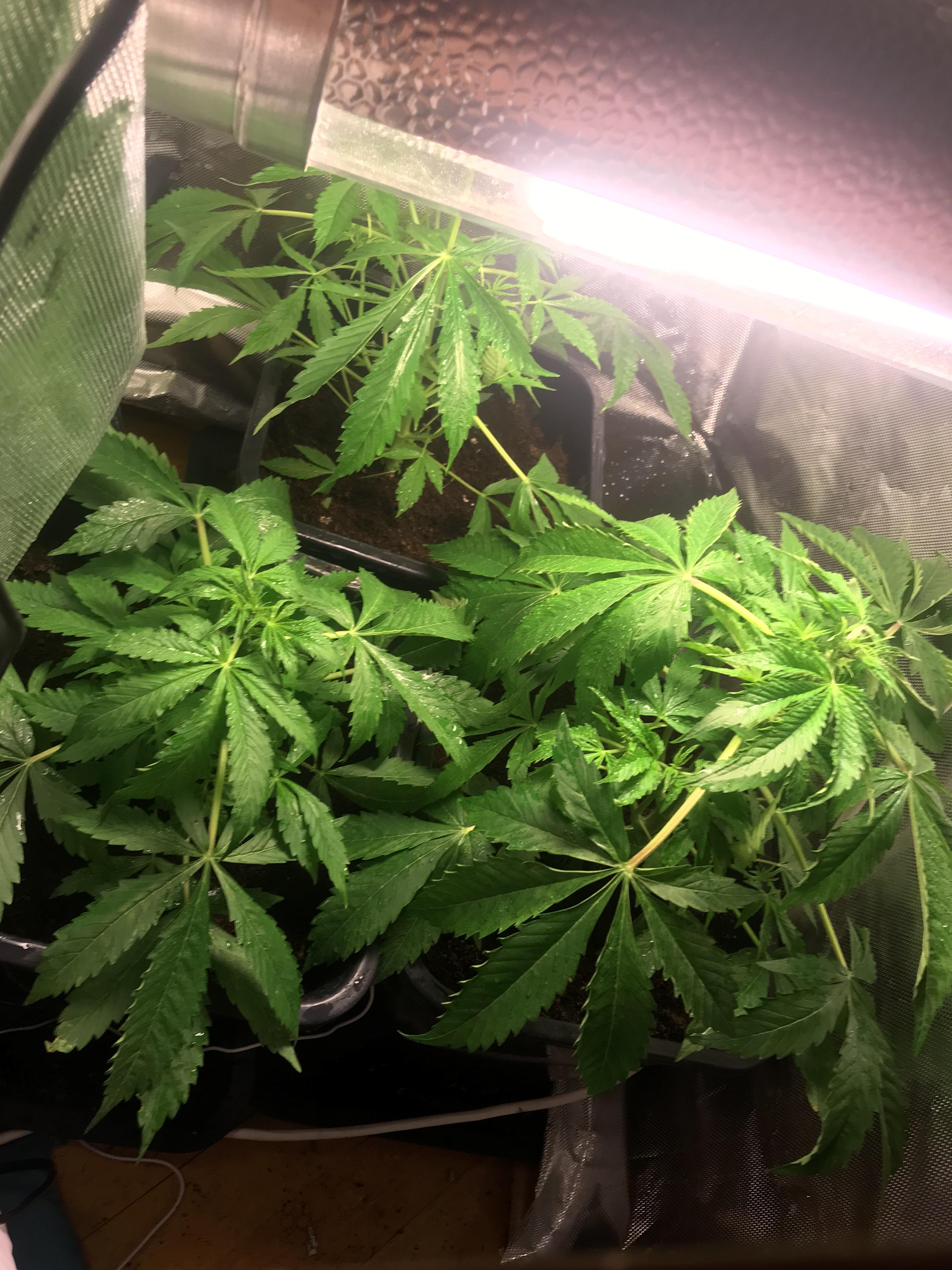 Autoflower Northern Lights, 43d from germination. substrate I have