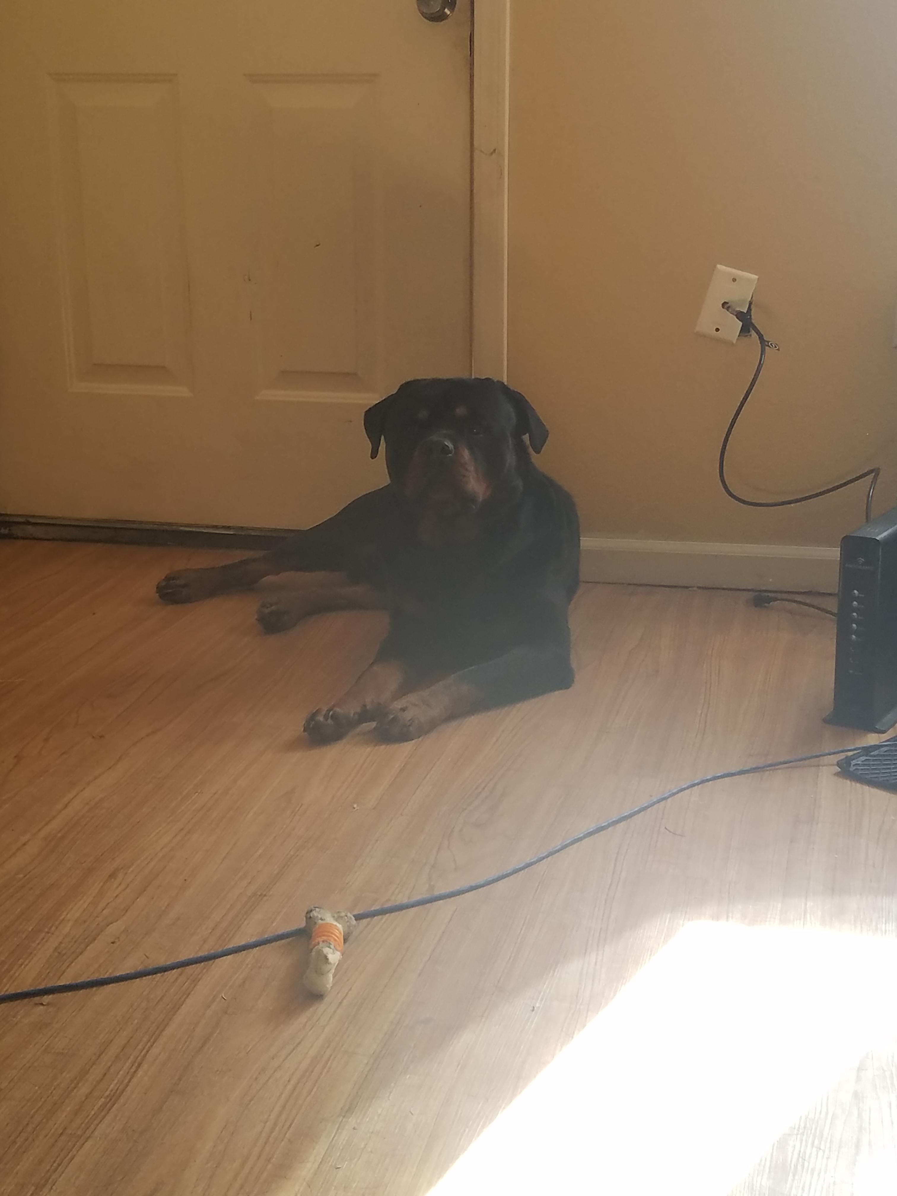 63+ Rottweiler Runt Growth Chart l2sanpiero