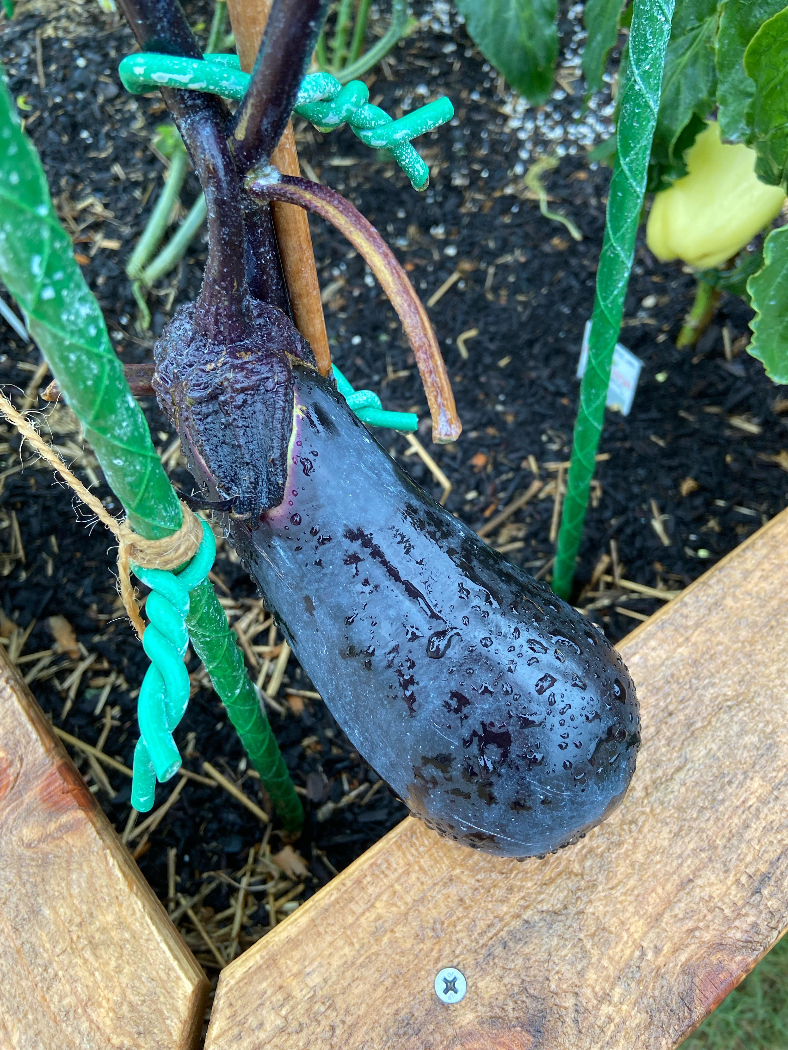 Is this eggplant ready to harvest? It was labeled as an Ichiban