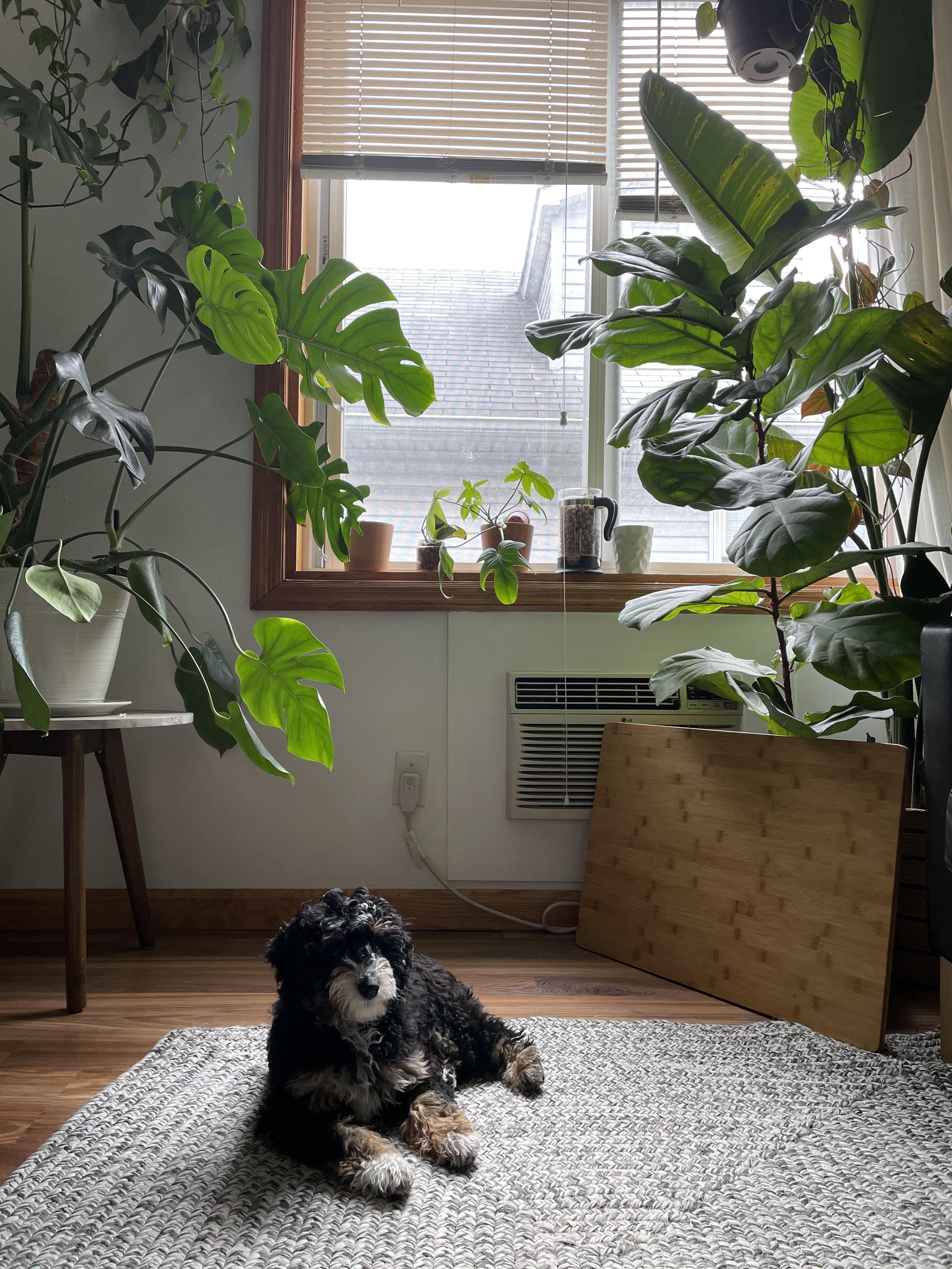 My poor flf needs help. 😢 my 14wk old puppy has been eating my flf’s