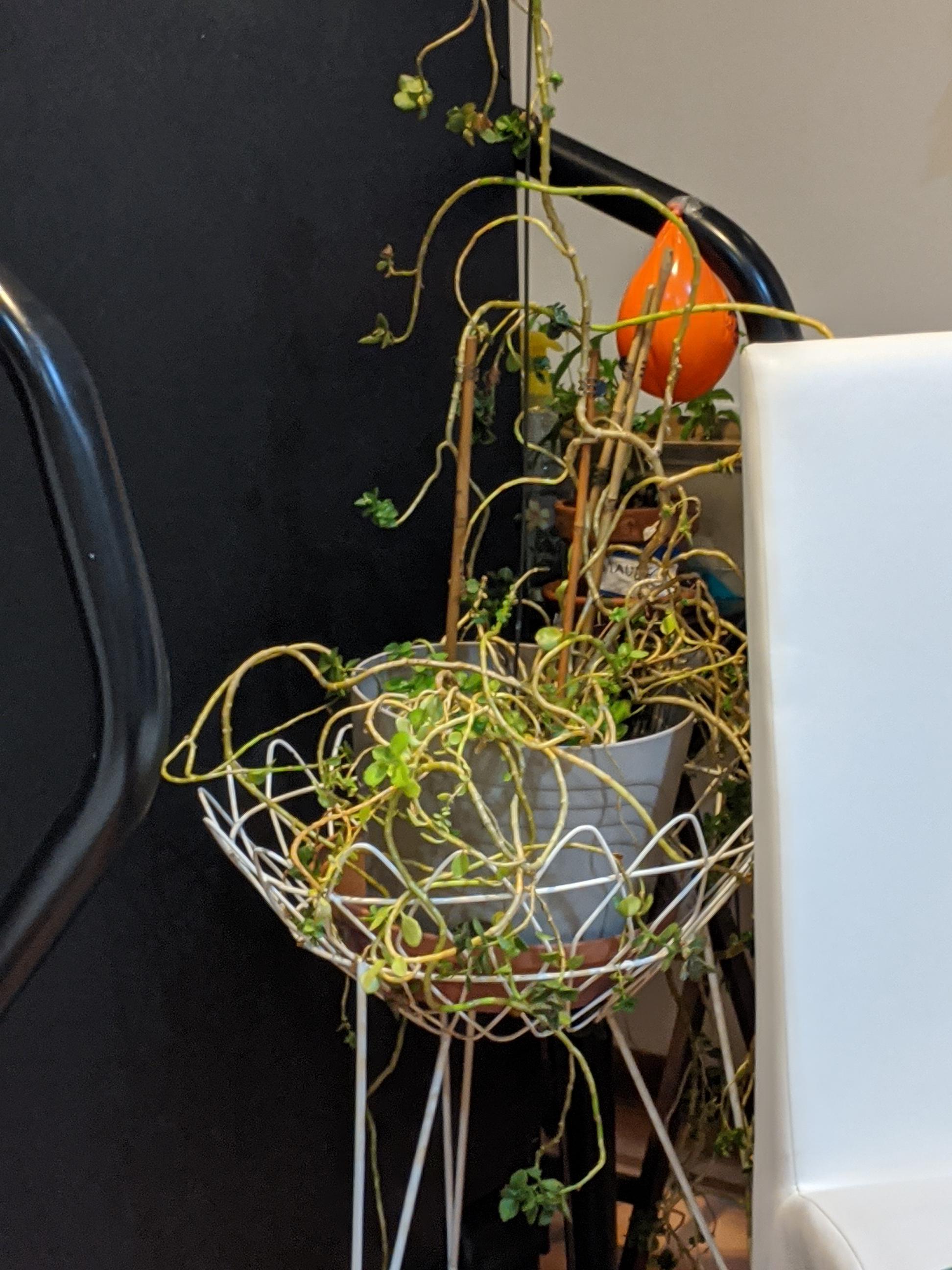 How can I bring this plant back to life r/gardening