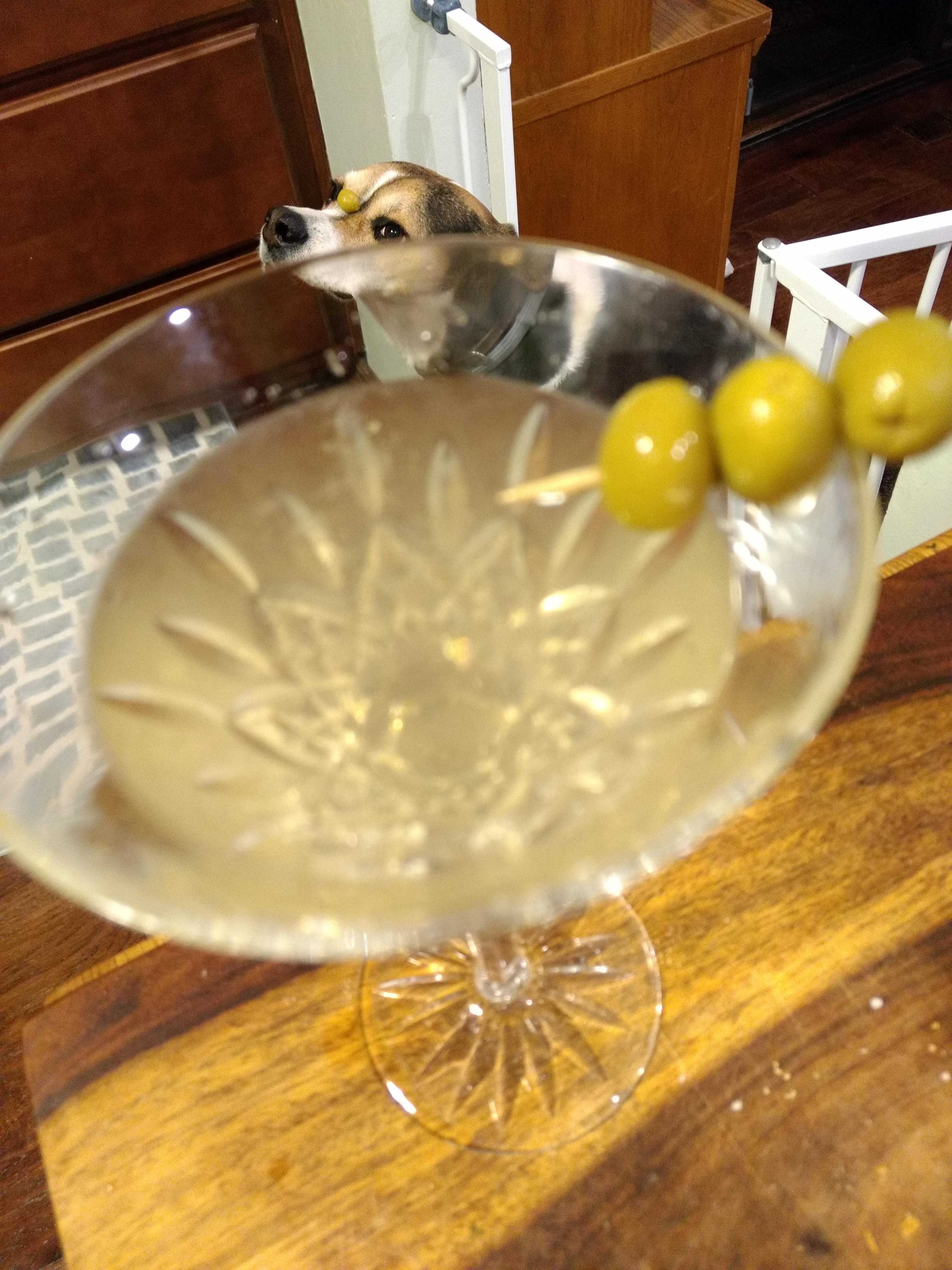 Dirty gin martini r/Animalslookingatbeer