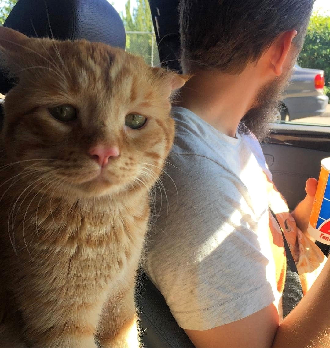 17 Best Photos Can Cats Eat Pistachio Ice Cream Can cats eat vanilla