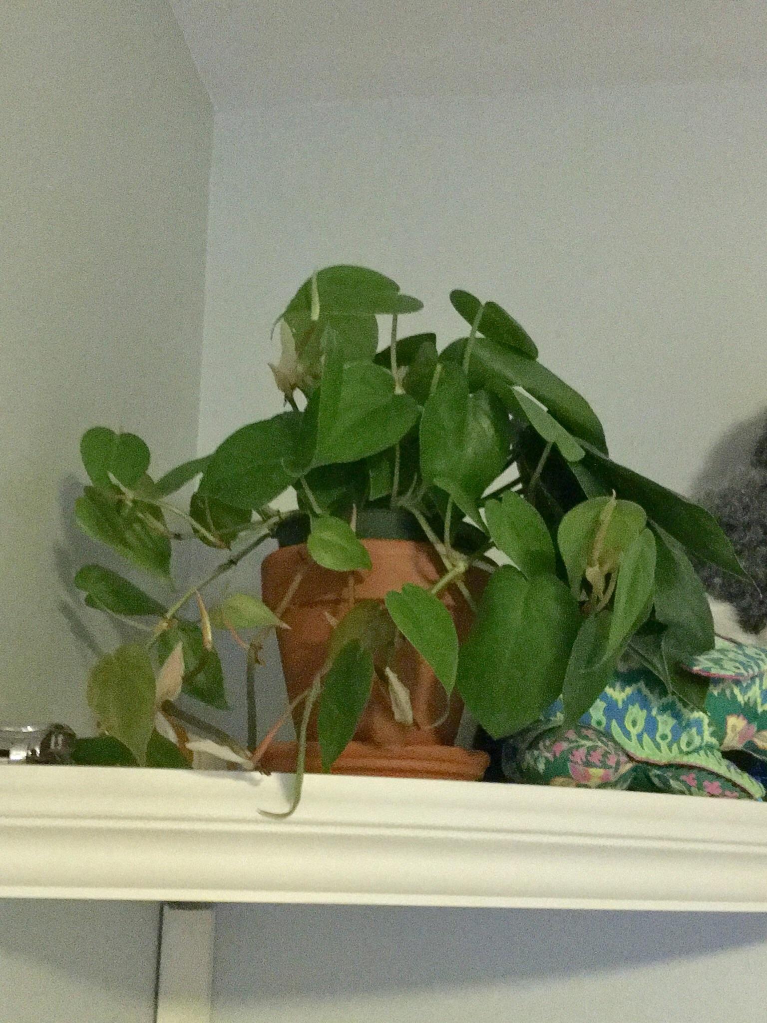 I can’t say no to a 2 plant...What is it? r/whatsthisplant