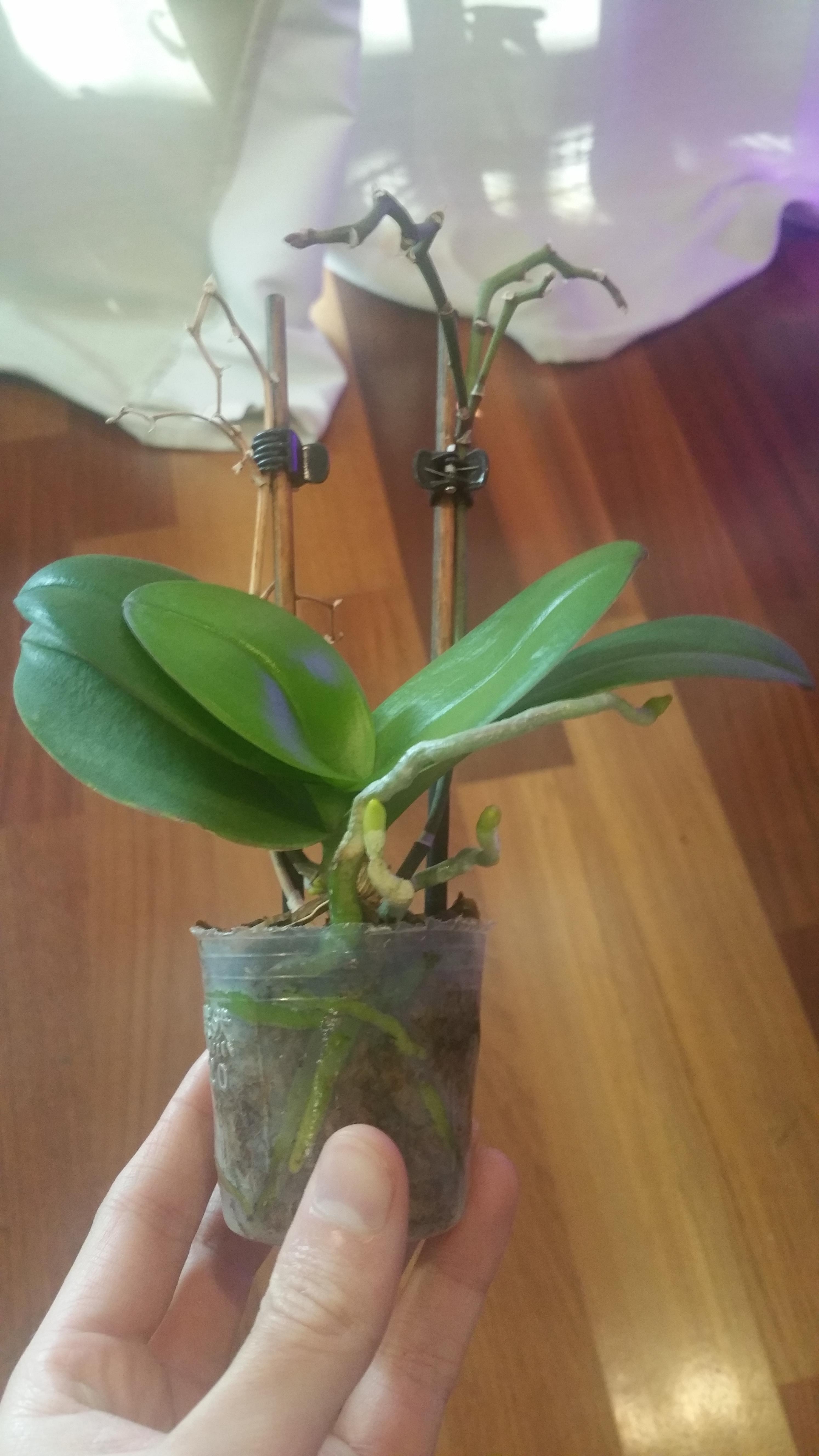Should I repot this orchid? r/orchids