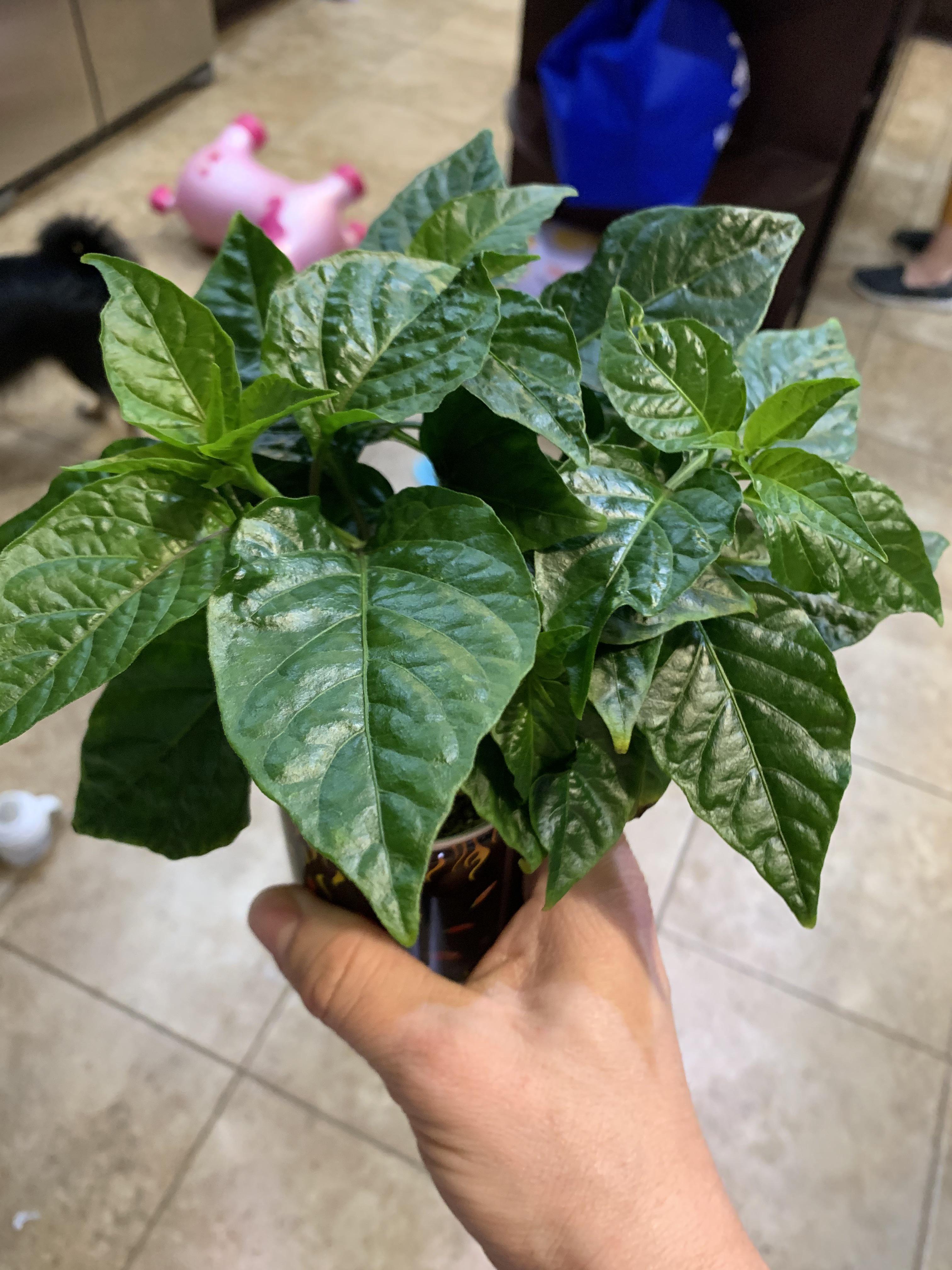 Seems to be getting some flower buds. Do I need to pollinate them to