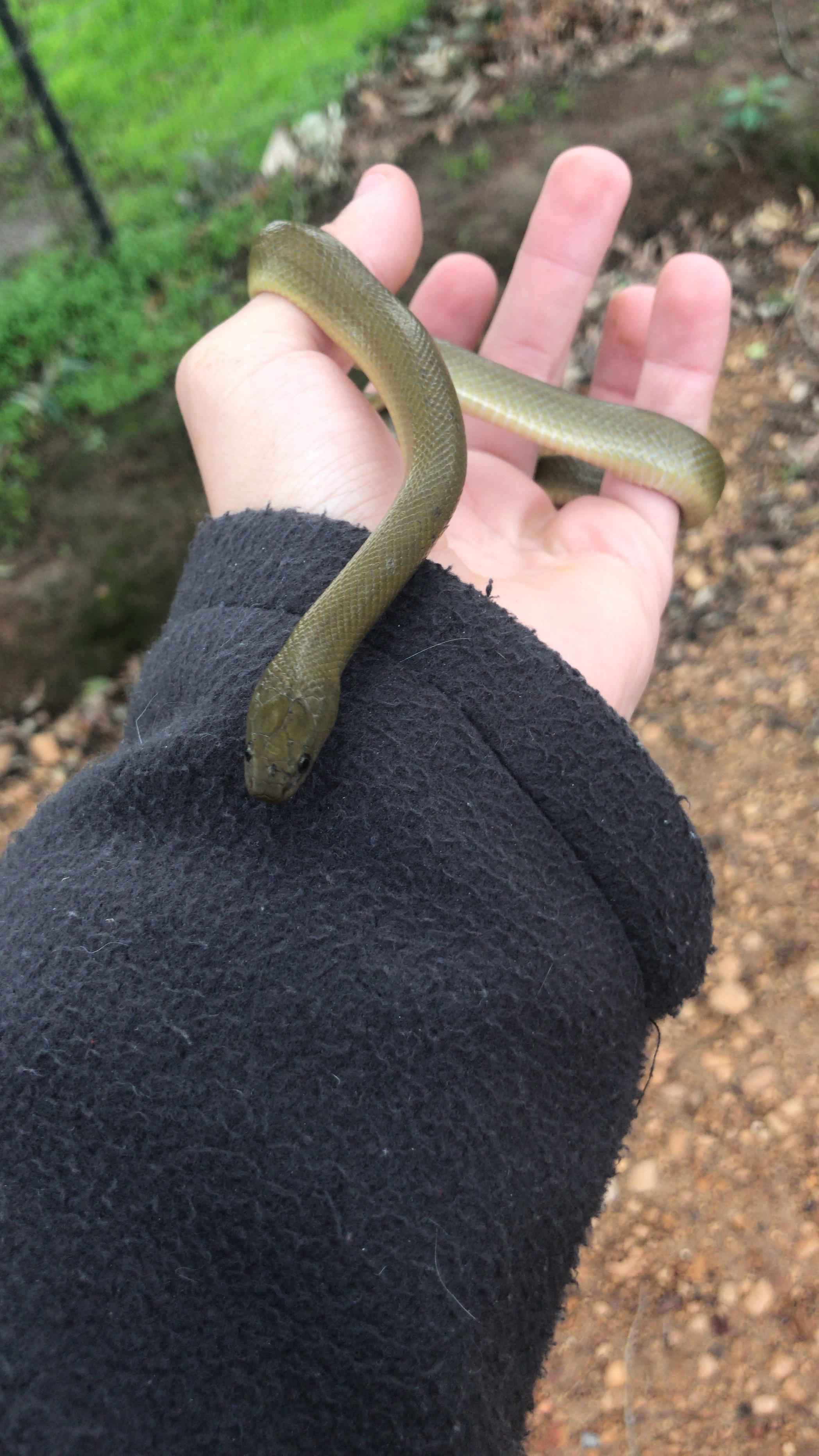 Got called for a boomslang, rescued this beautiful olive house snake