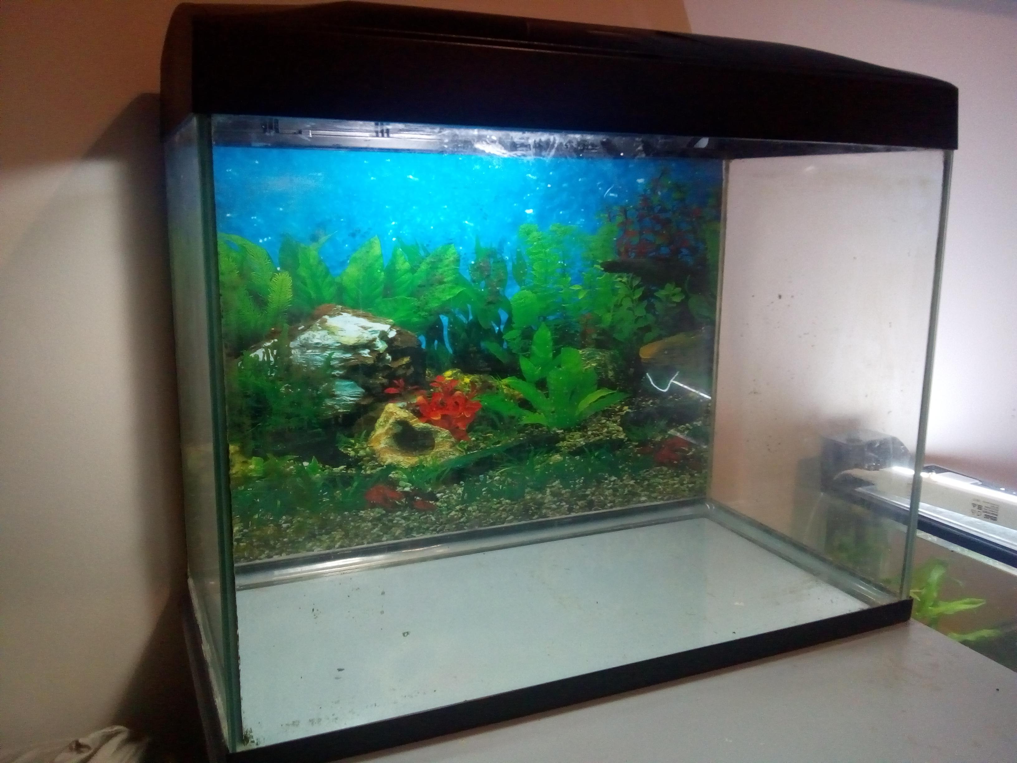 70L tank stocking ideas I am thinking dwarf cichlids r/Aquariums