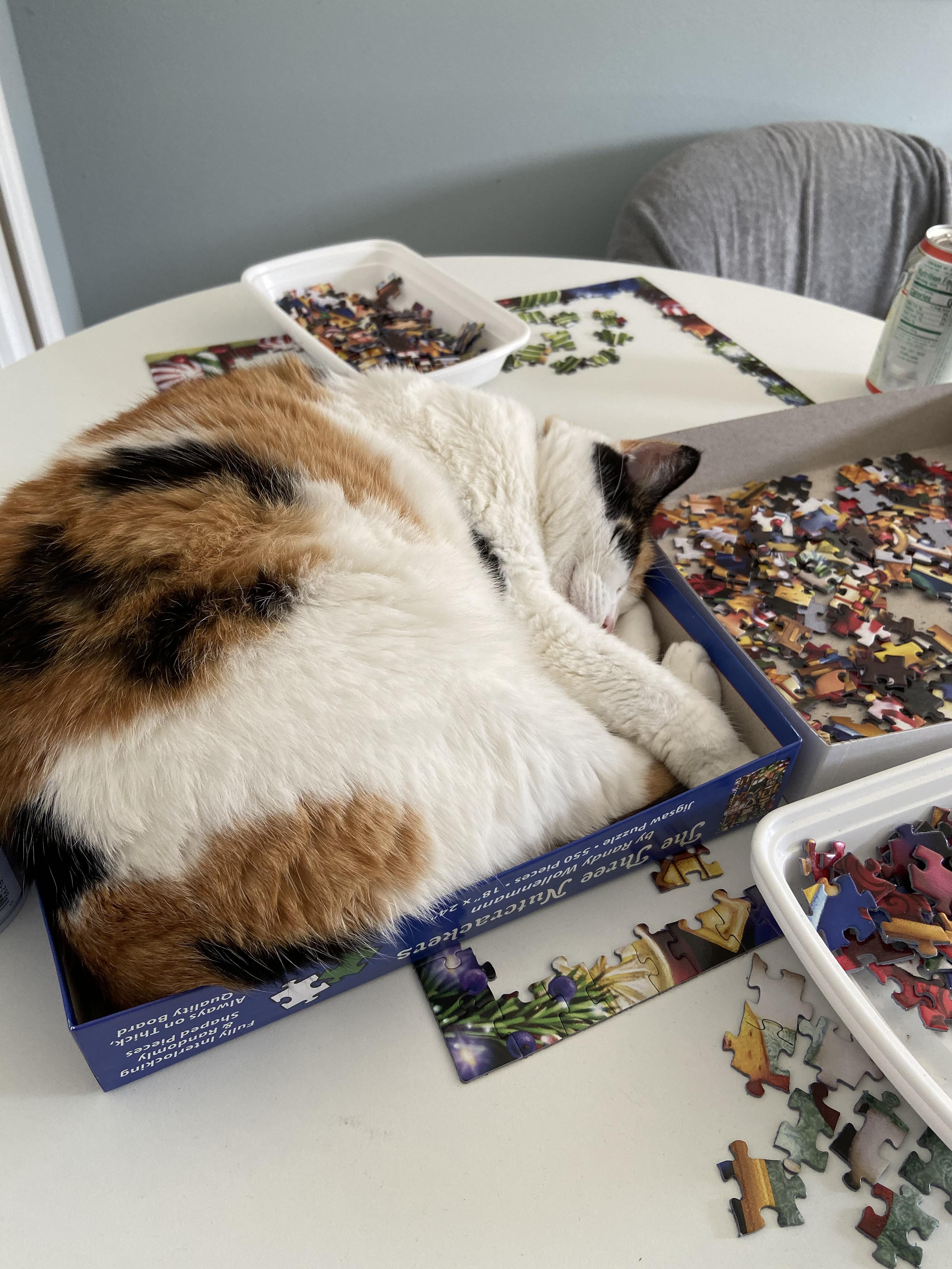 I, too, am a puzzle. TheCatTrapIsWorking