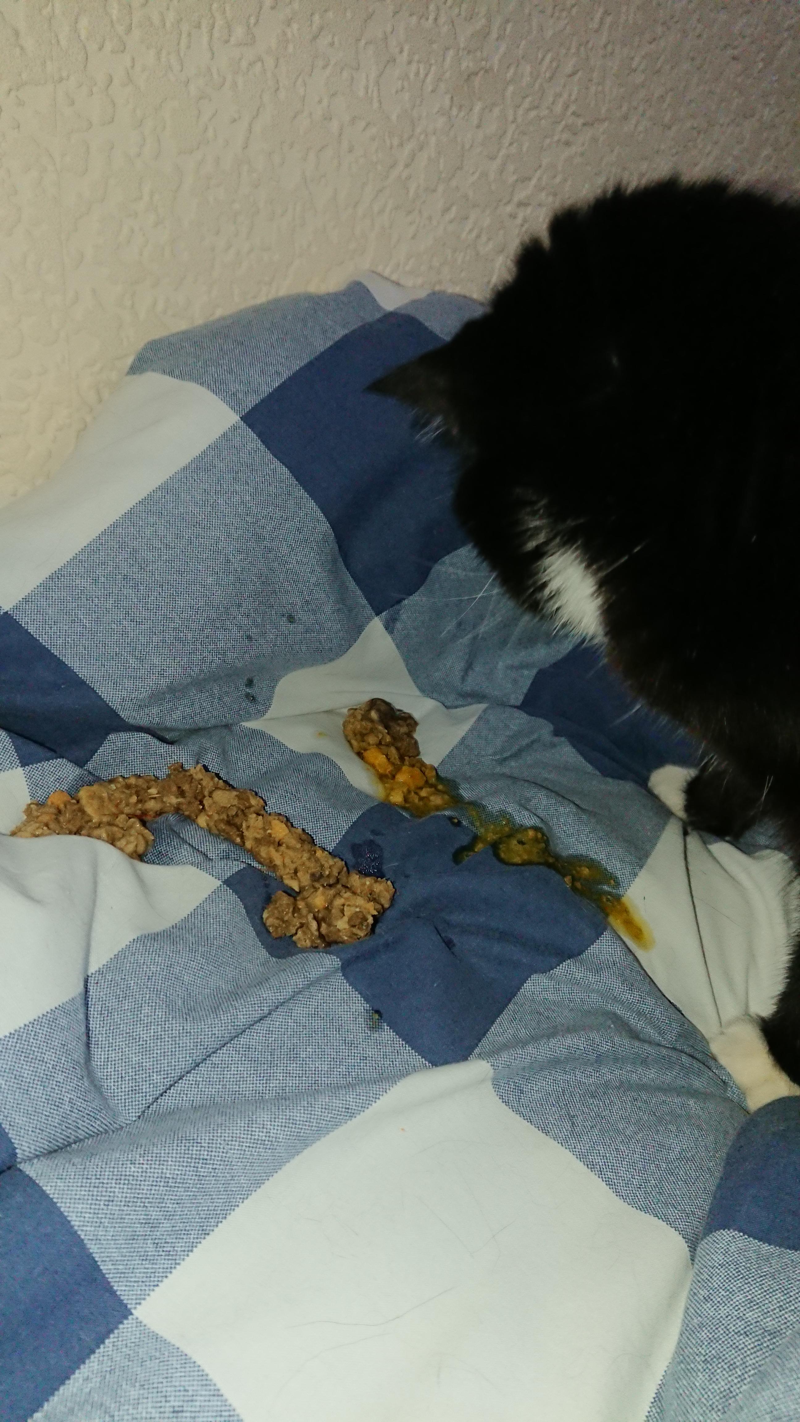 [50/50] SFW Puppy Gets A Treat NSFW Cat Vomit r/FiftyFifty