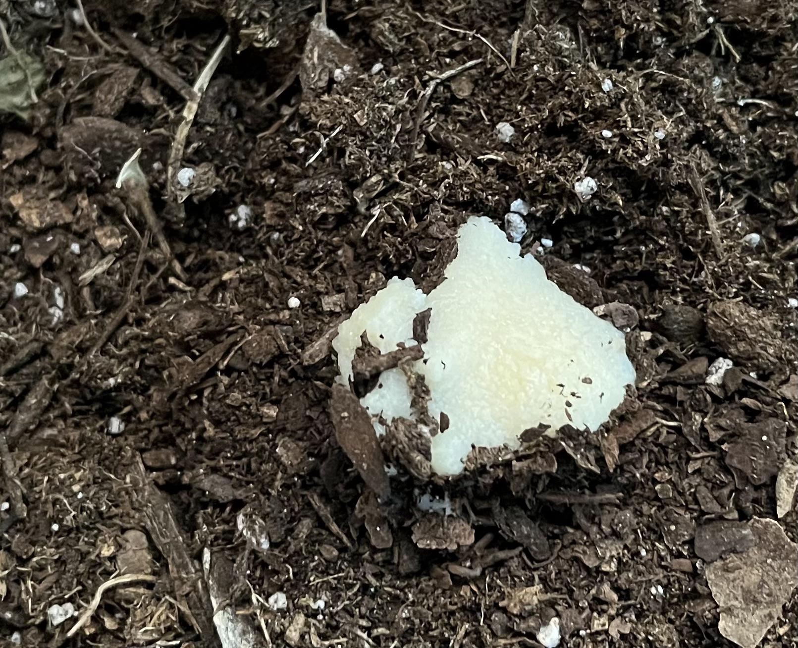 Found in a potted plant (CO), is this a slime mold? r/Slimemolds