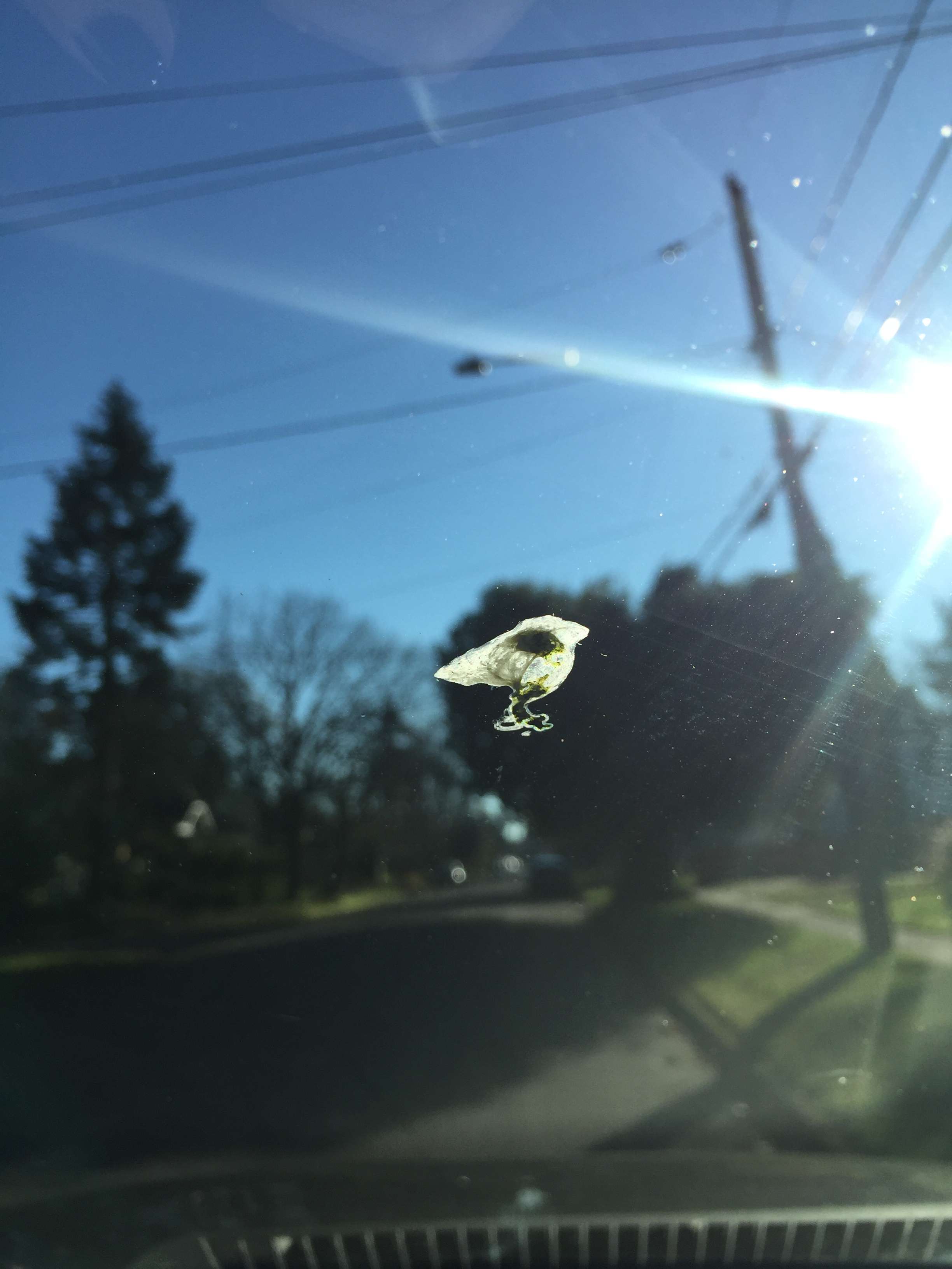 Birdshaped bird poop on my sister's windshield r/mildlyinteresting