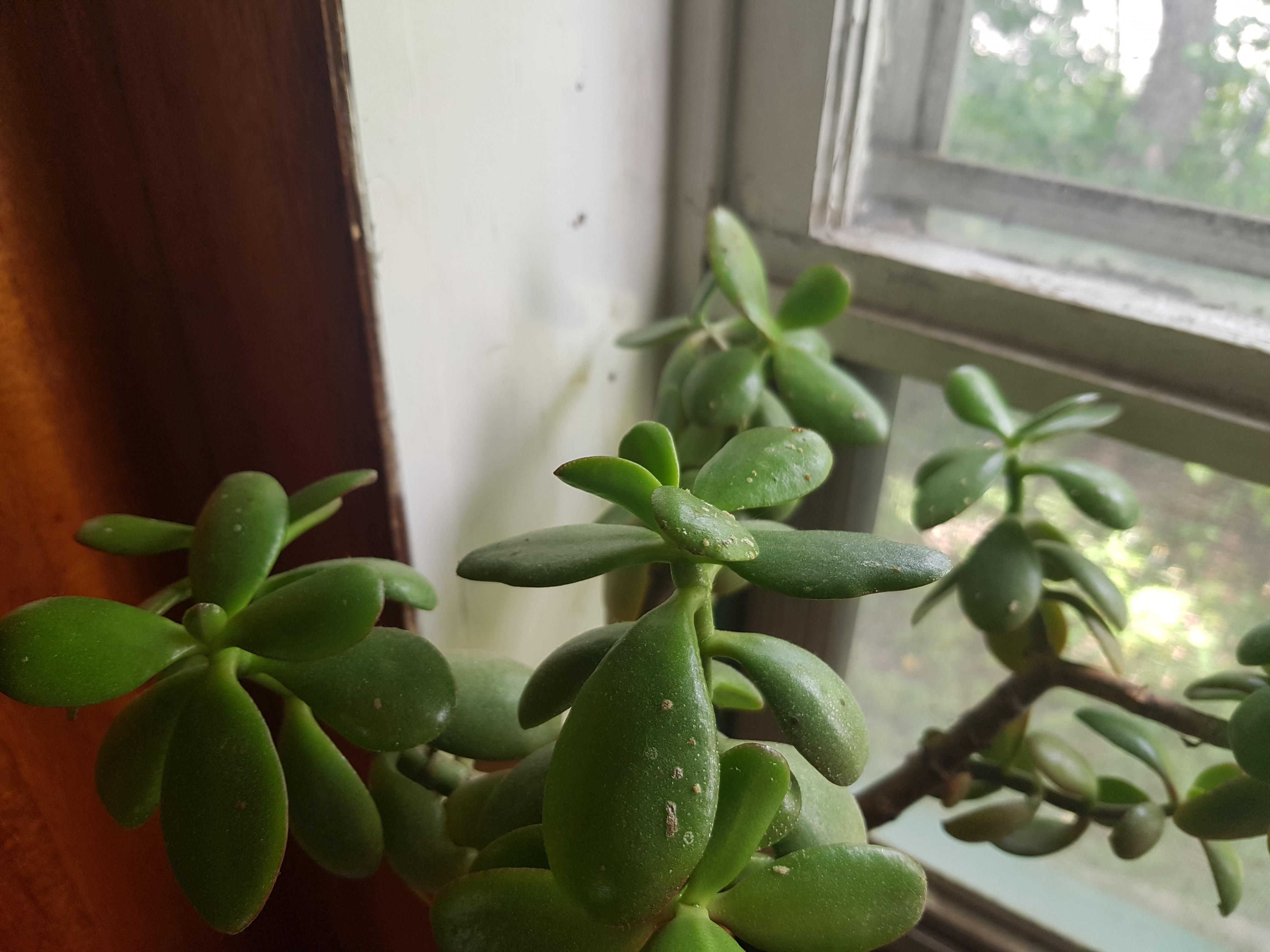 Are these growing white spots on my jade plants something that I should