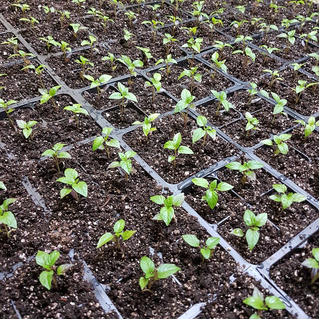 Steady growin'. Hot pepper seedlings. r/gardening