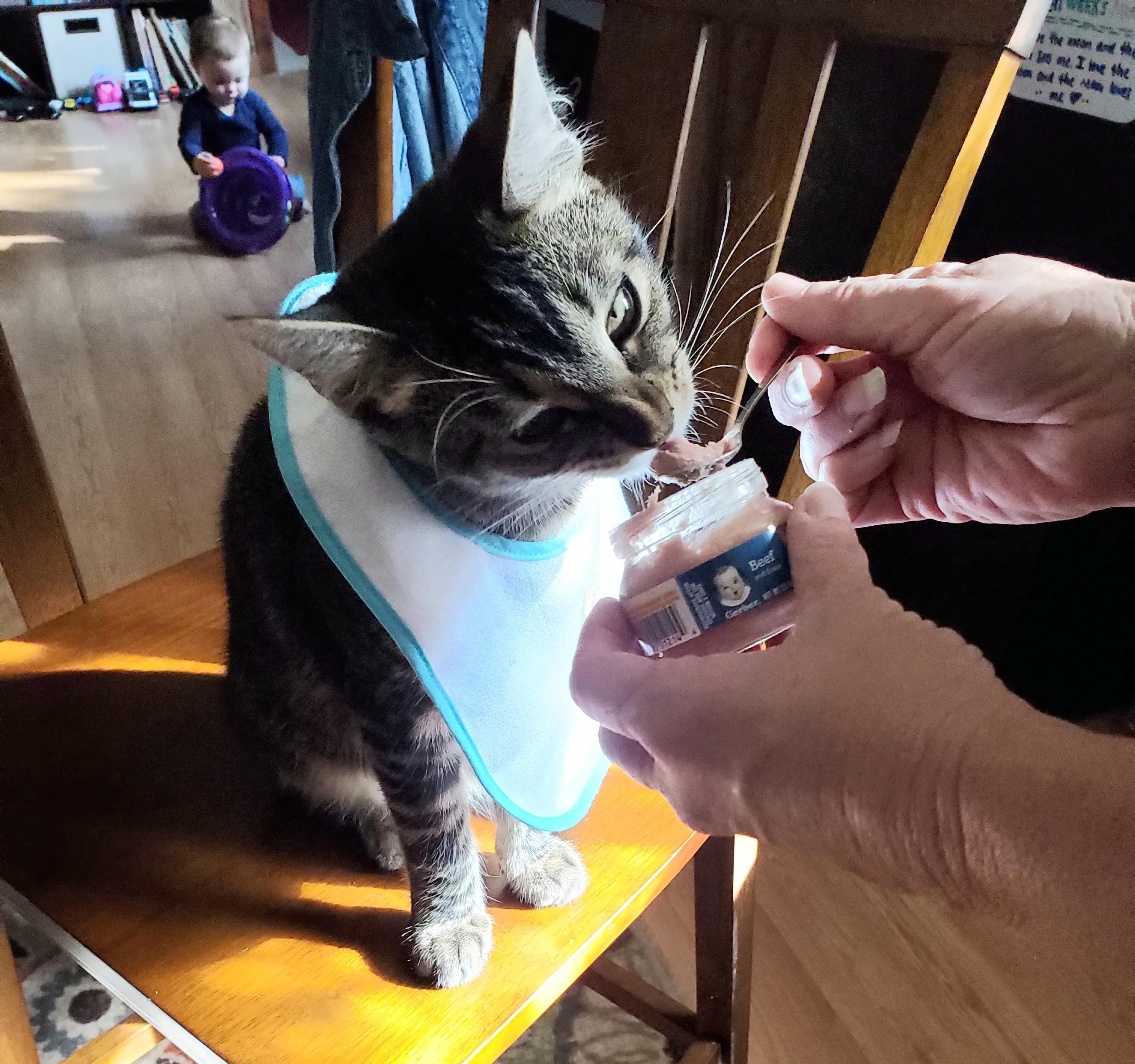 I give you my mother's cat eating baby food from a spoon dressed in his