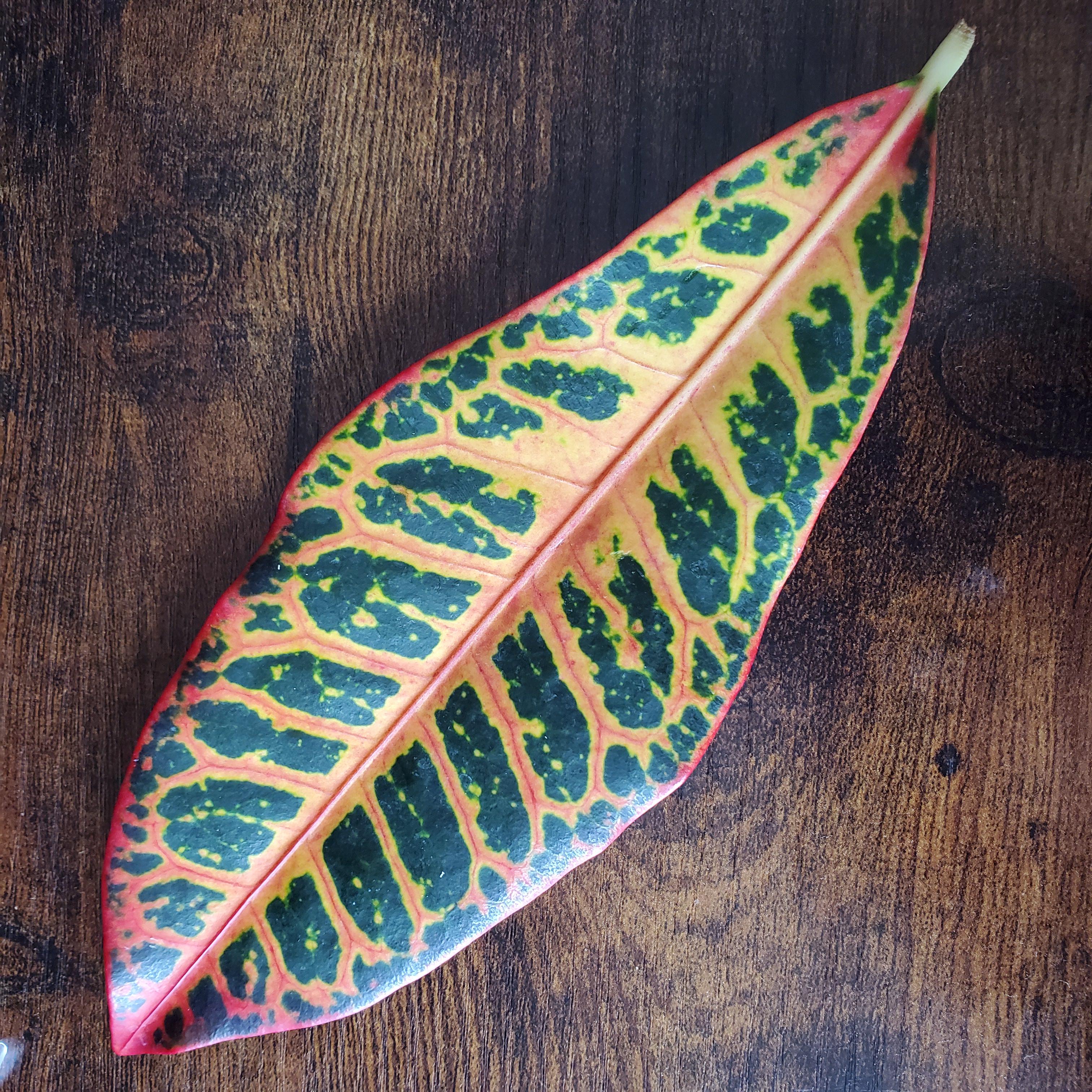 Found a Croton Petra leaf on the floor at my mall! Can I propagate it