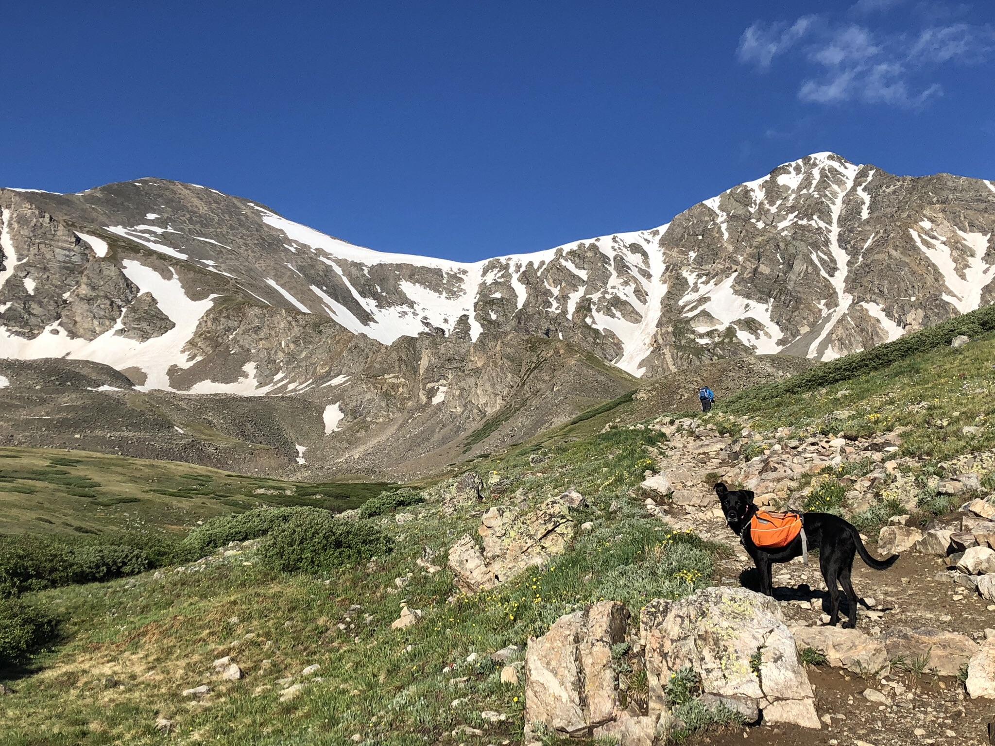 Hedy making her way to summit Grays Peak in Colorado r/hiking