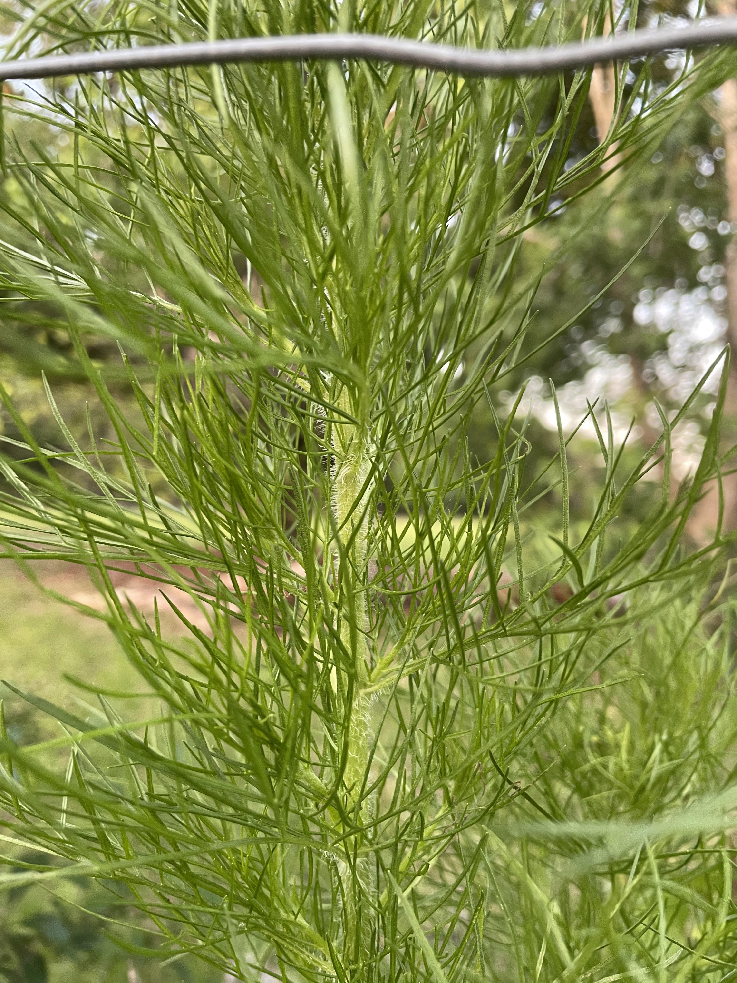 Is this dog fennel or wild fennel? Located in central Florida r/foraging