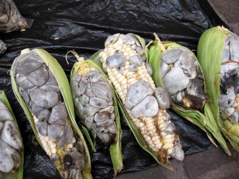 Edible fungus that grows on corn called huitlacoche r/WTF