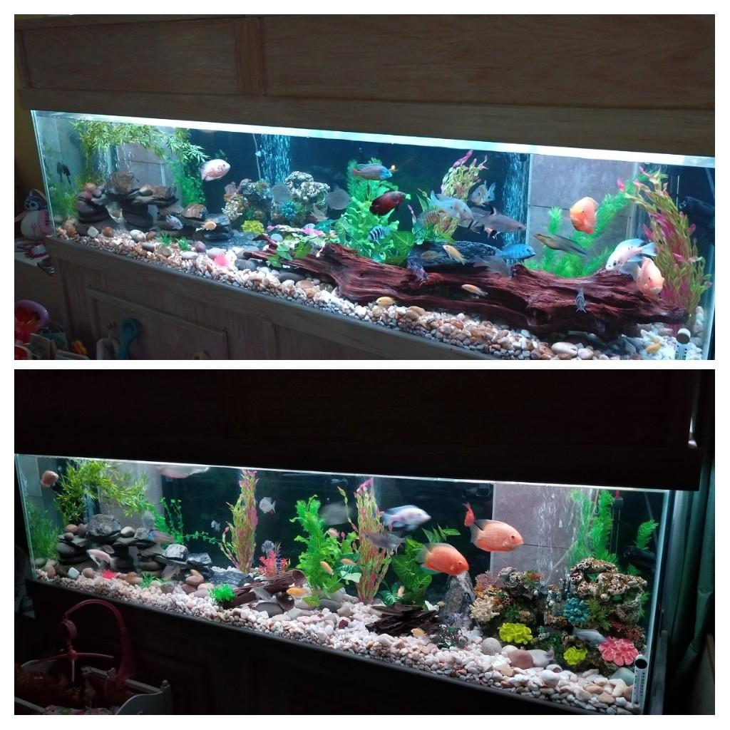 Rescaped my 240 gallon (top photo with the driftwood is the new layout