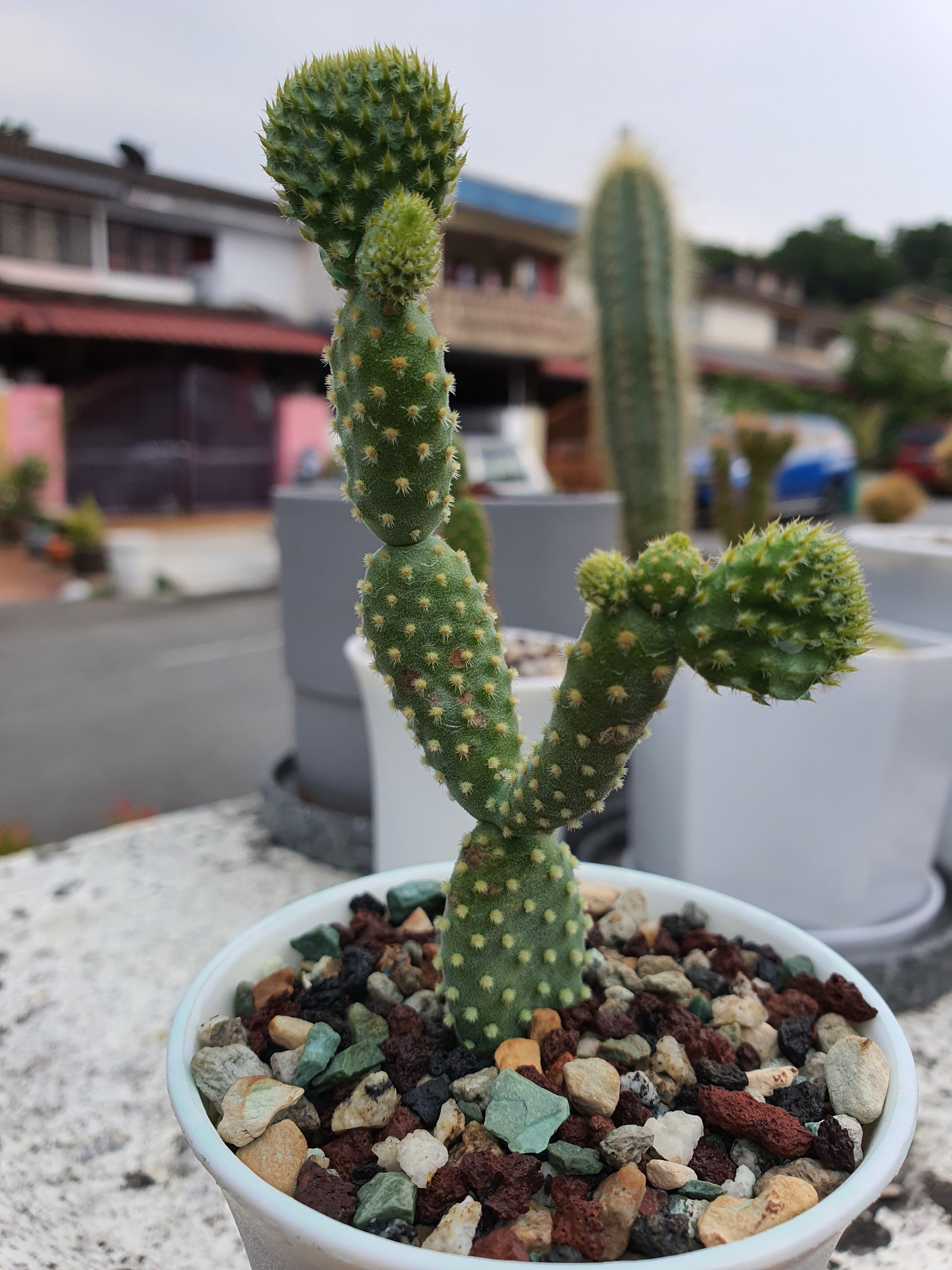 What causes the brown spots on my Opuntia microdasys? I treated it with