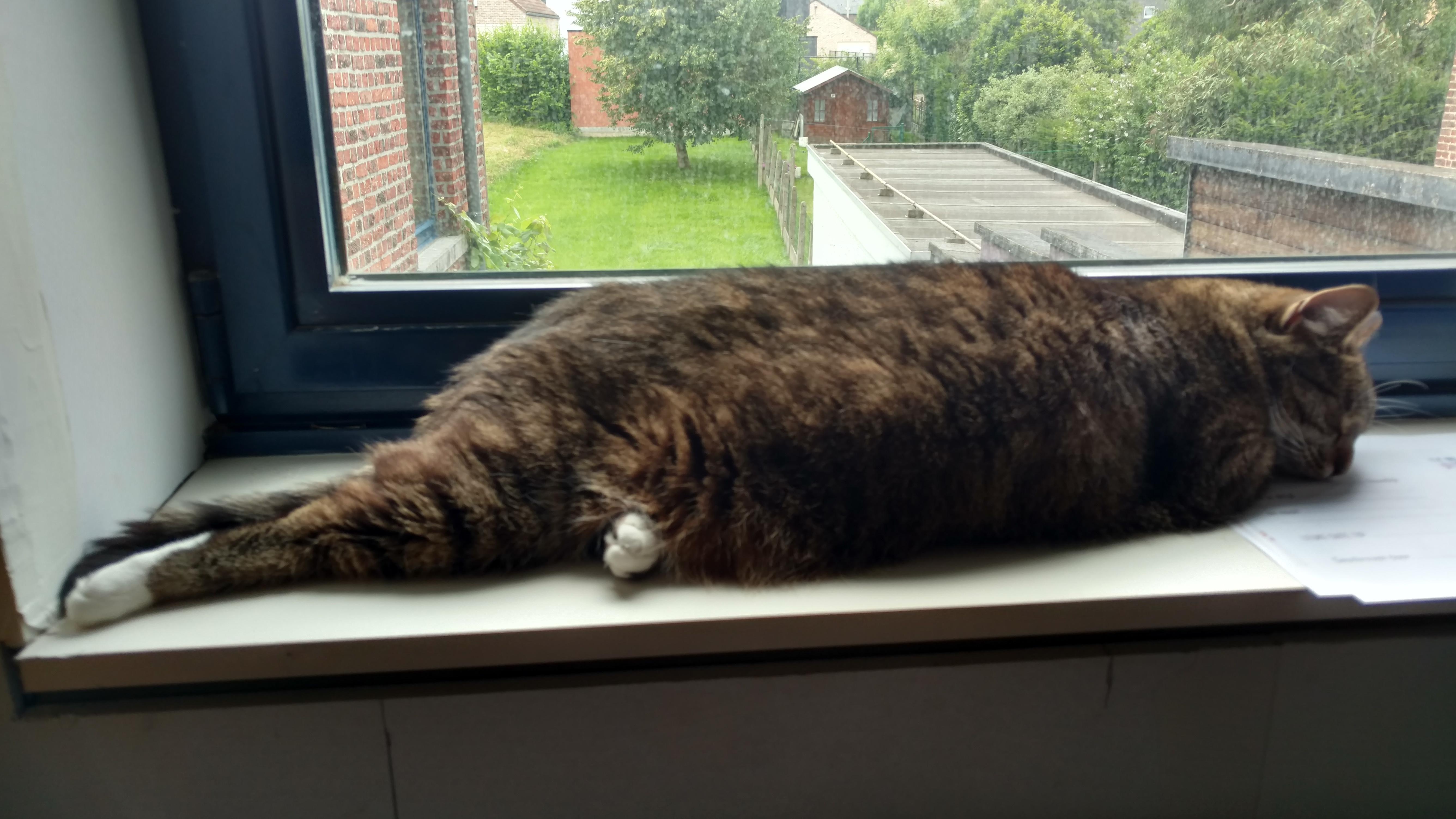 My cat, Jupke, being so lazy that she looks like a beached whale. cats