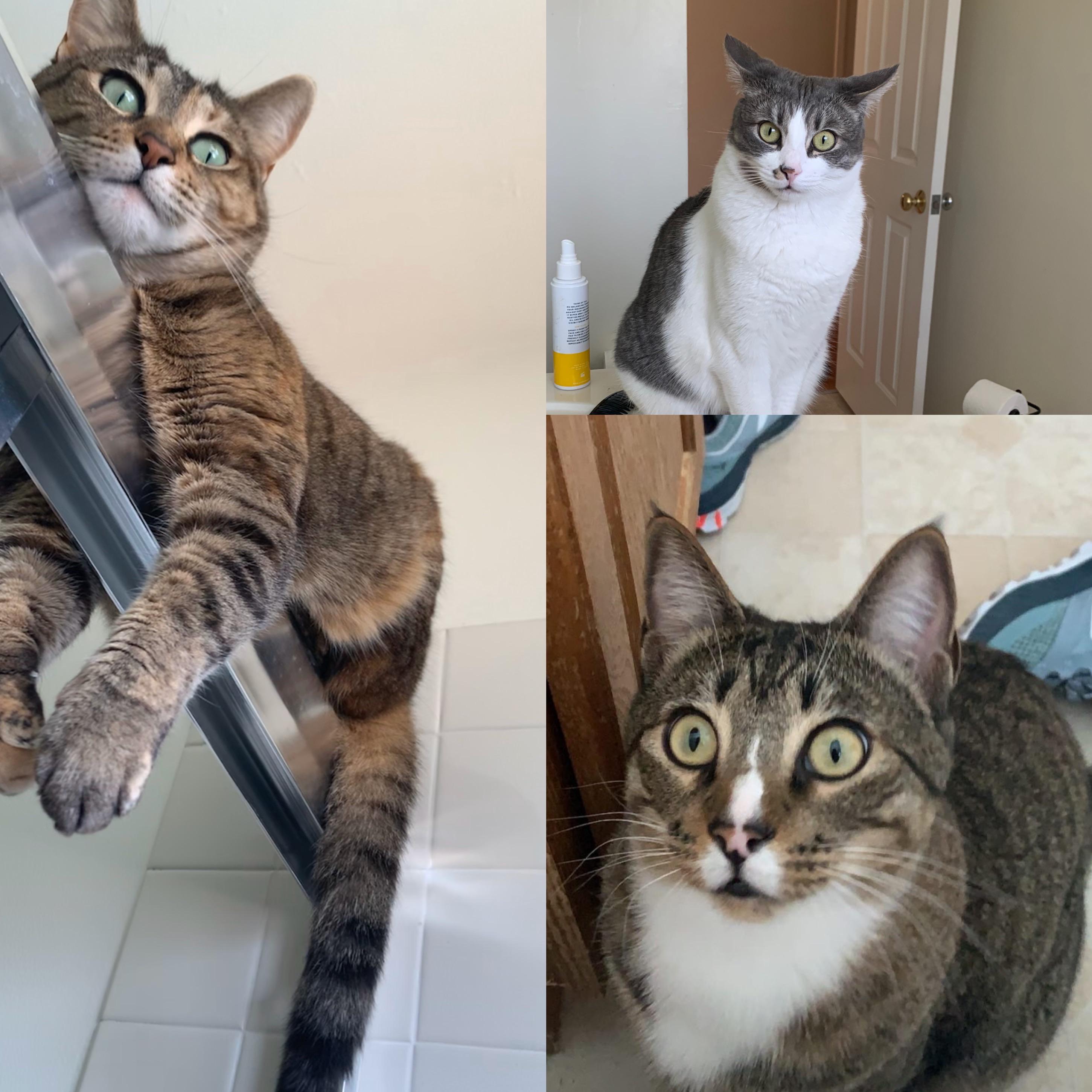 Do your cats watch you shower? Cuz mine do. And they have done this since they were kittens