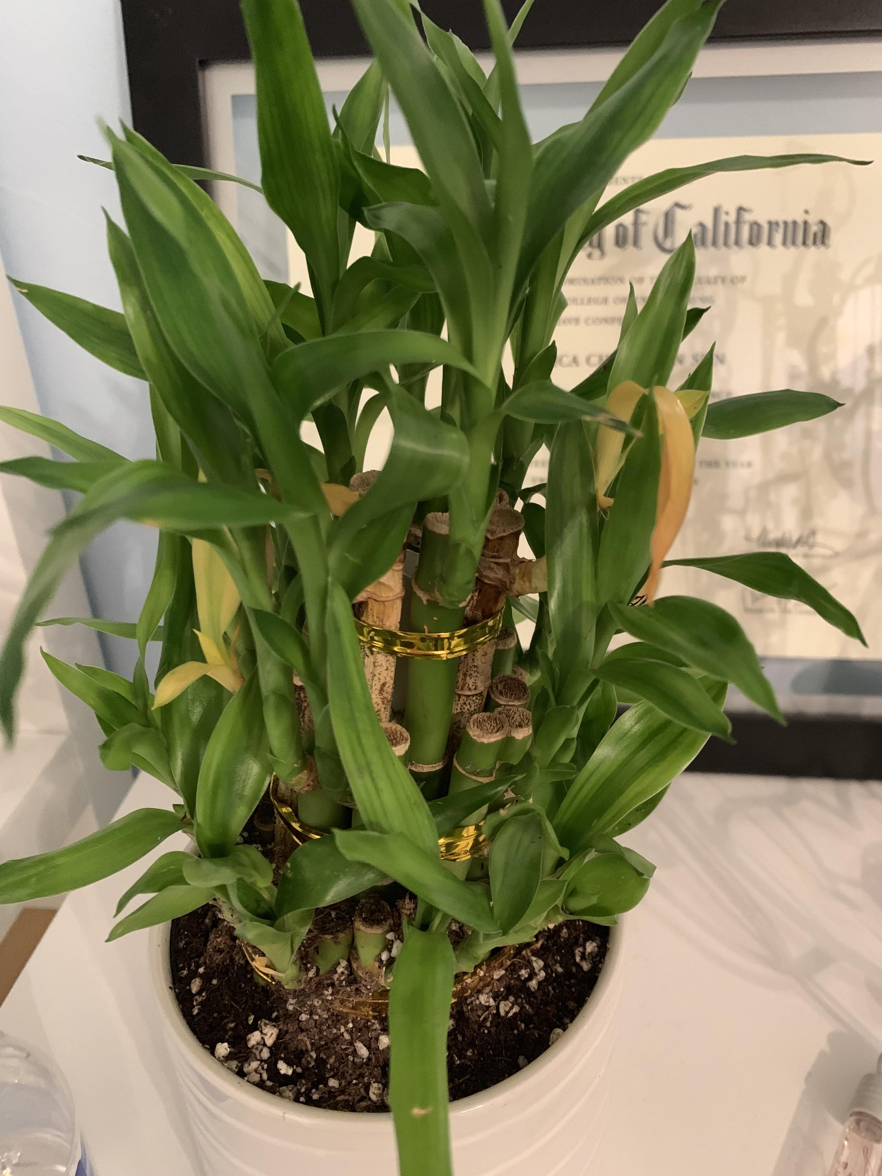 Lucky bamboo with yellowing leaves What should I do? r/houseplants