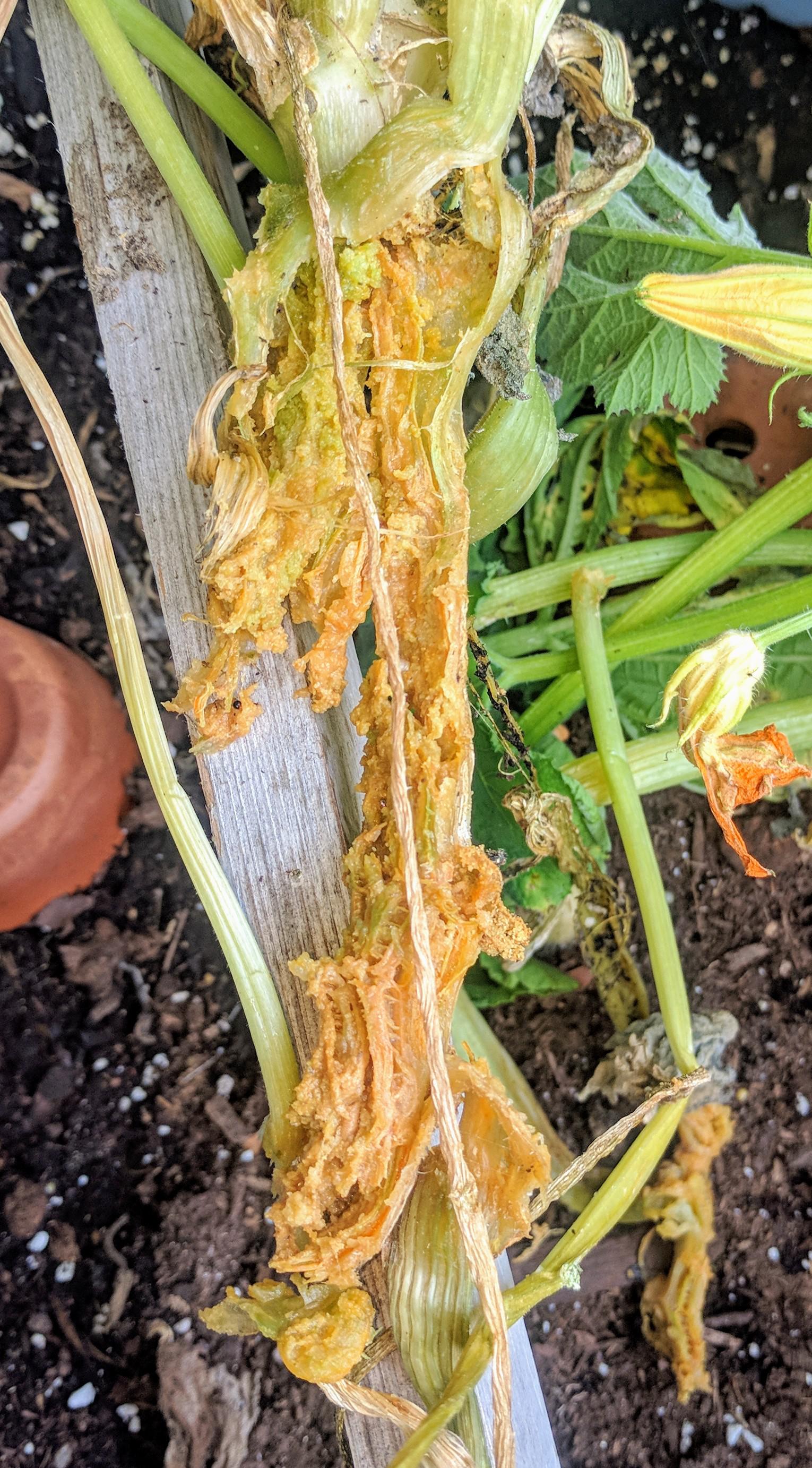 I have (had) 2 zucchini plants, both have either rotted away at the