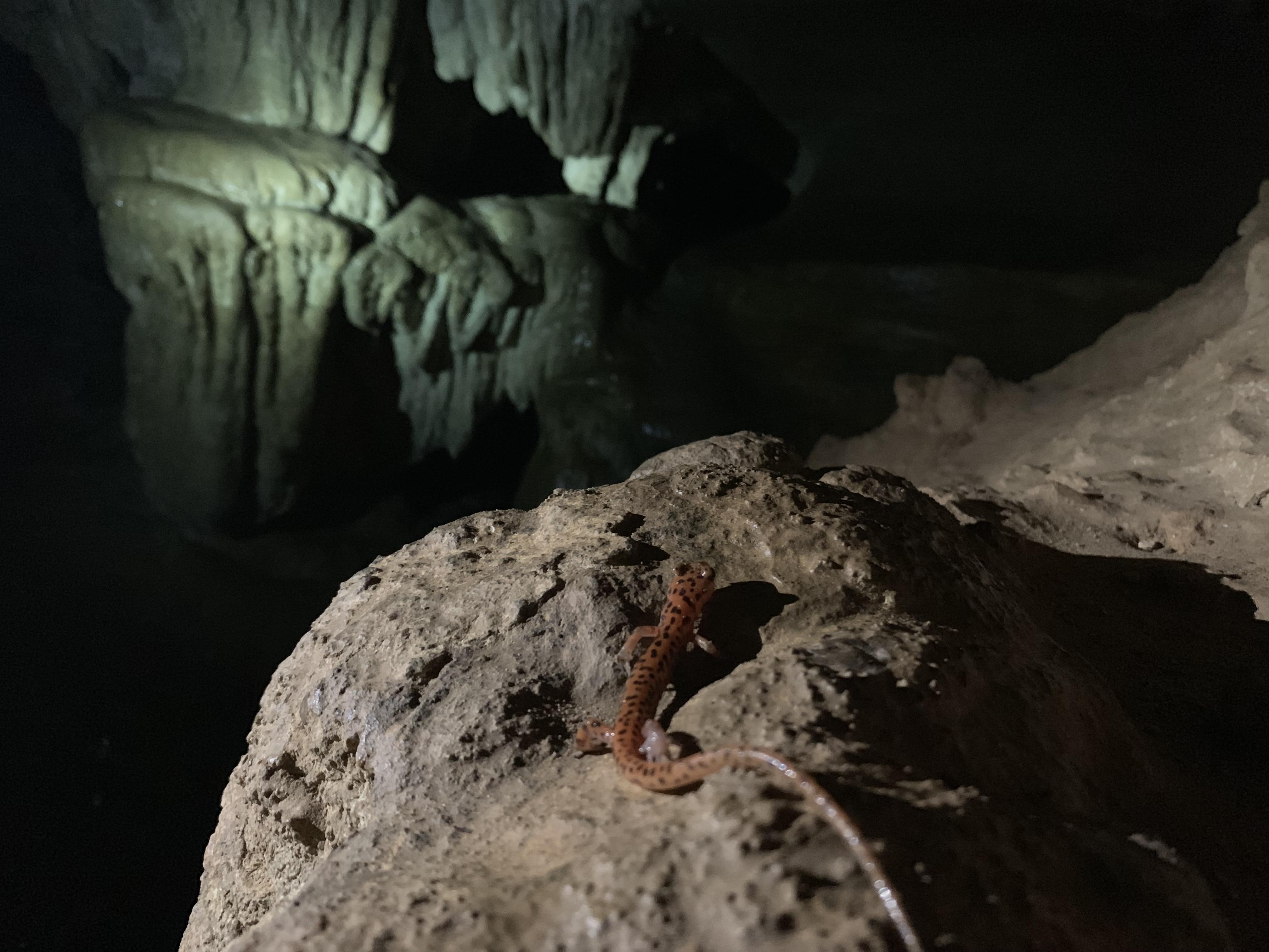 The view from my first ever trip to a cave. [Jasper, Arkansas] r/caving