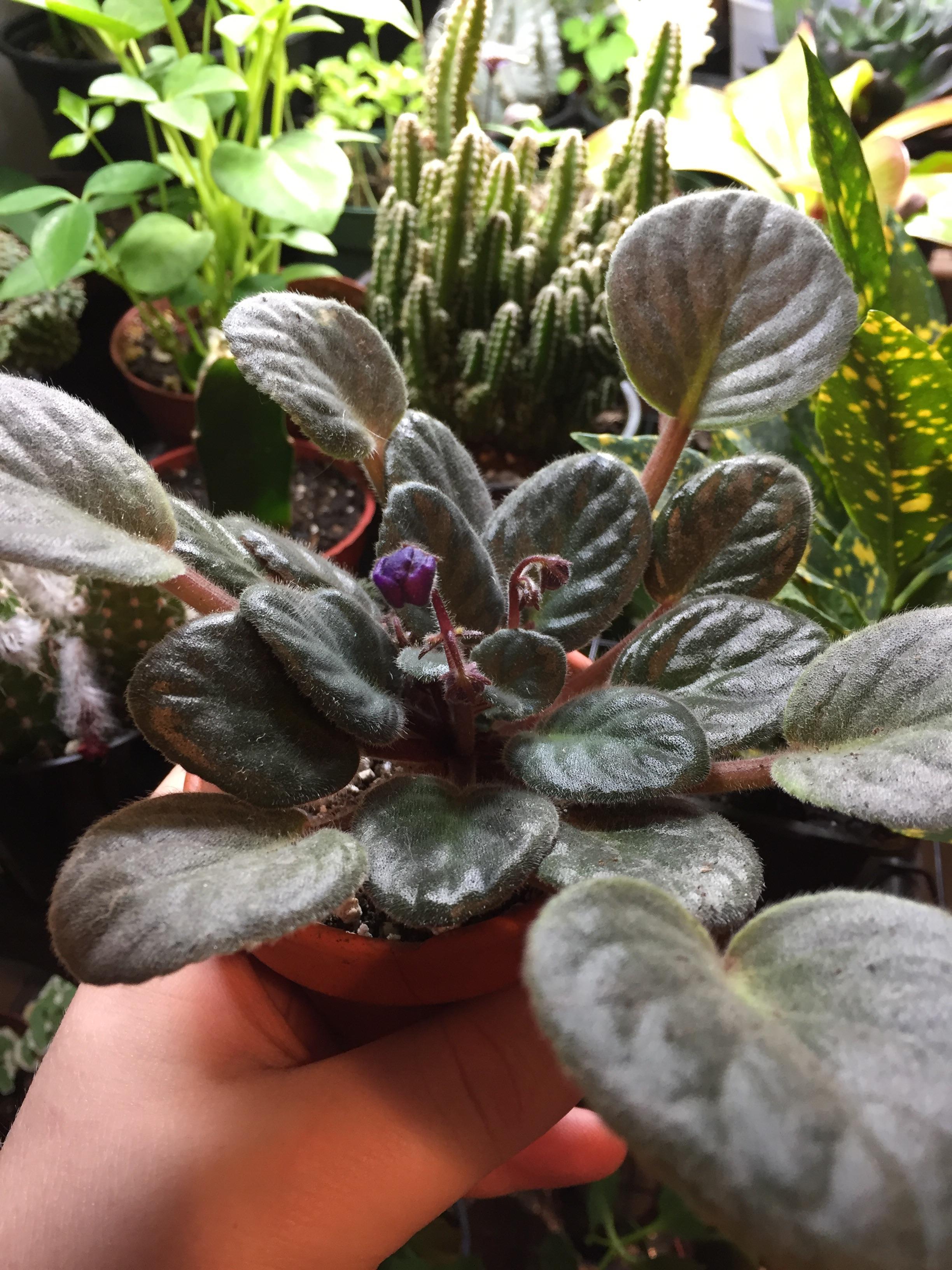 Six months later African violet getting ready to rebloom!
