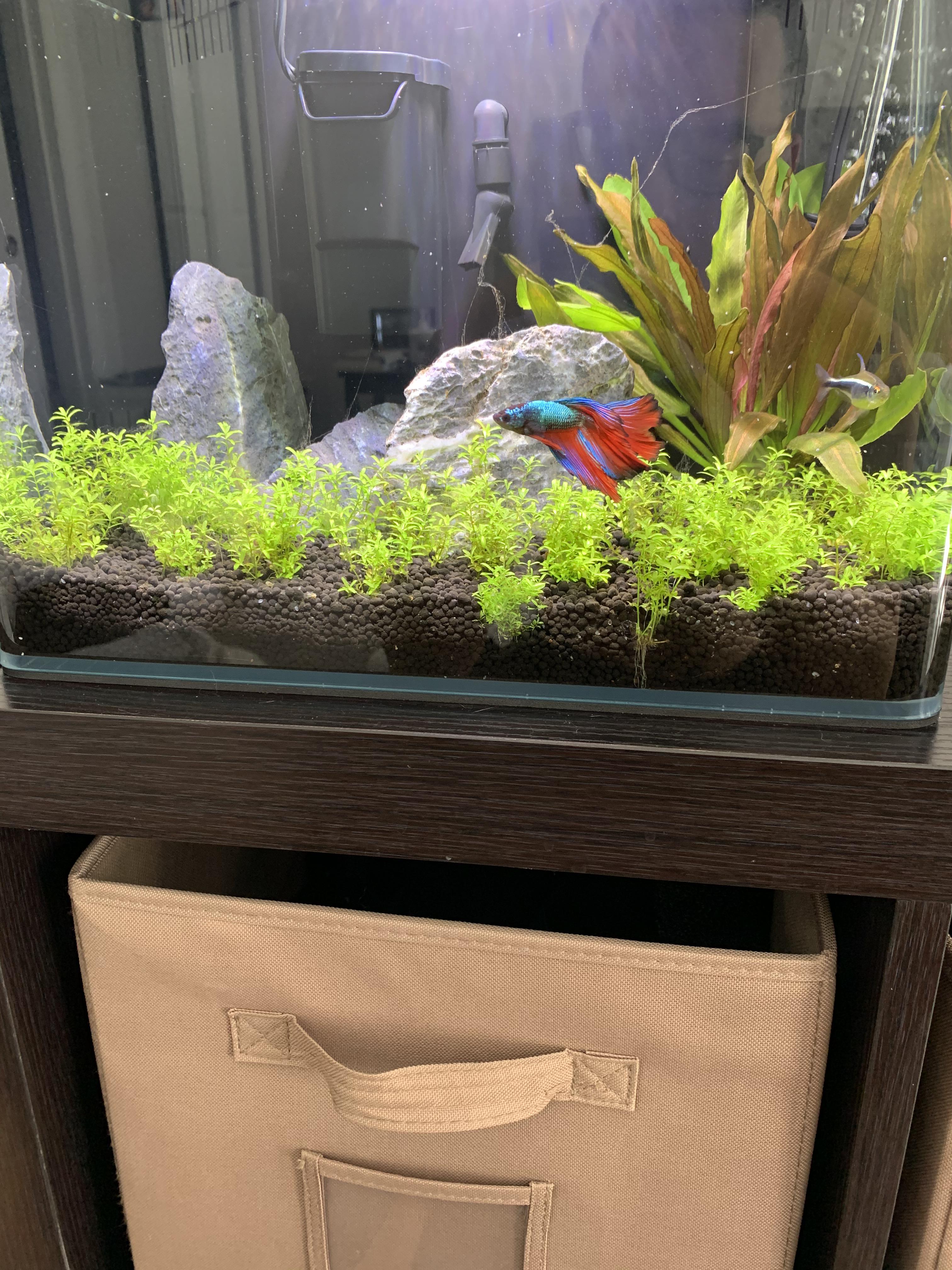 First time growing Monte Carlo but it appears to be growing up. It’s been planted for about two