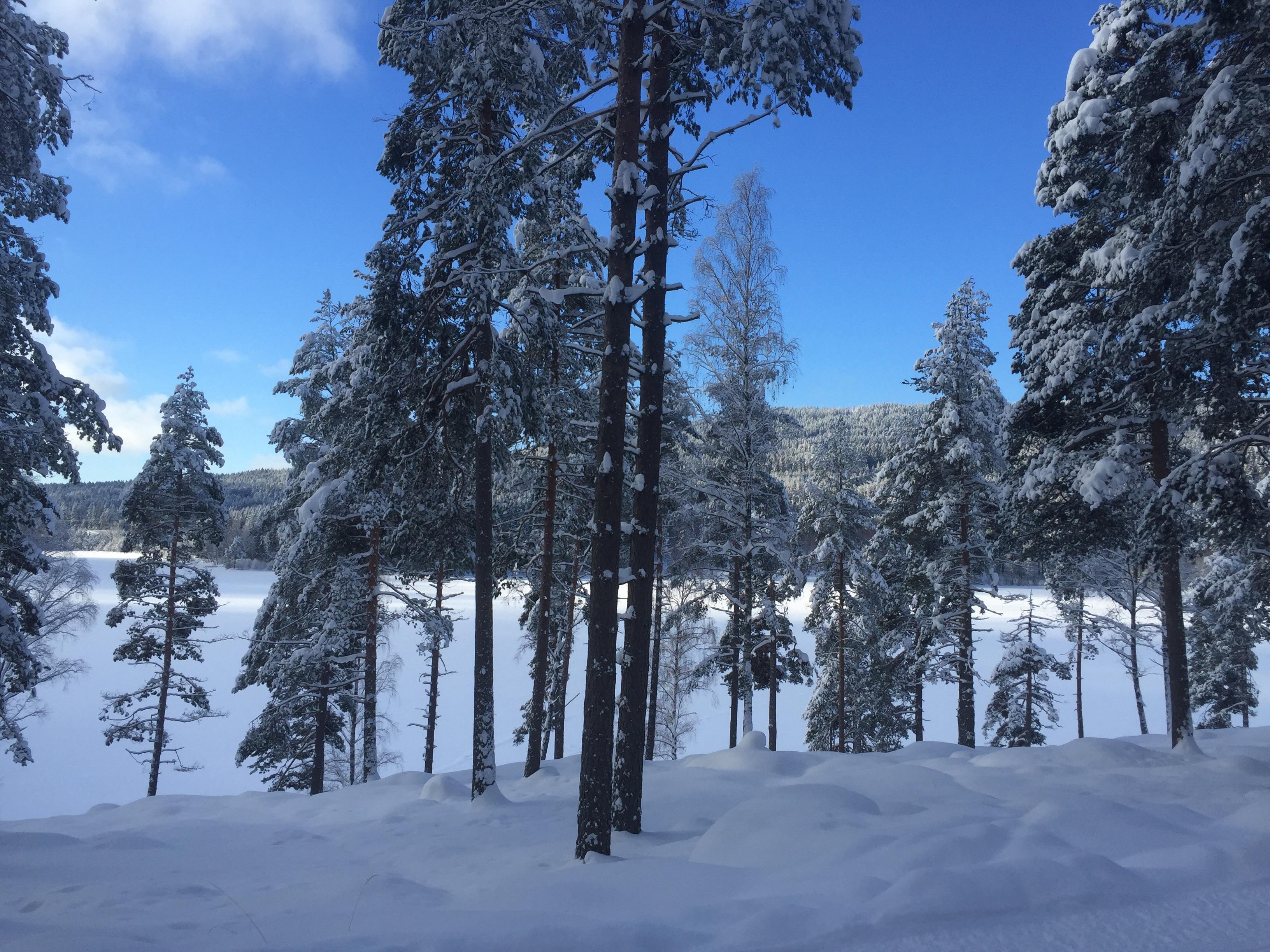 Went crosscountry skiing for the first time today, but the views were
