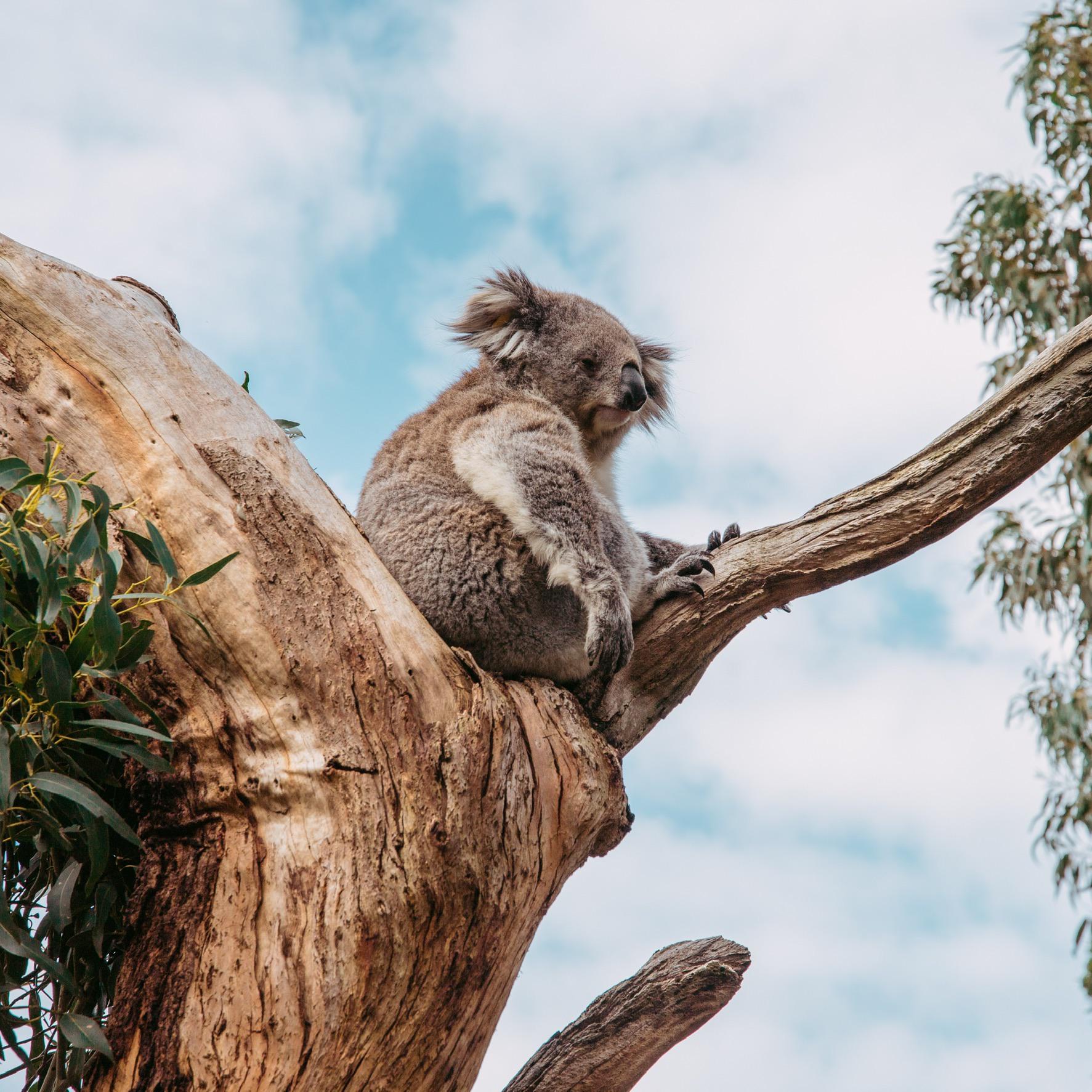 Koala chilling on Philip Island, VIC r/koalas