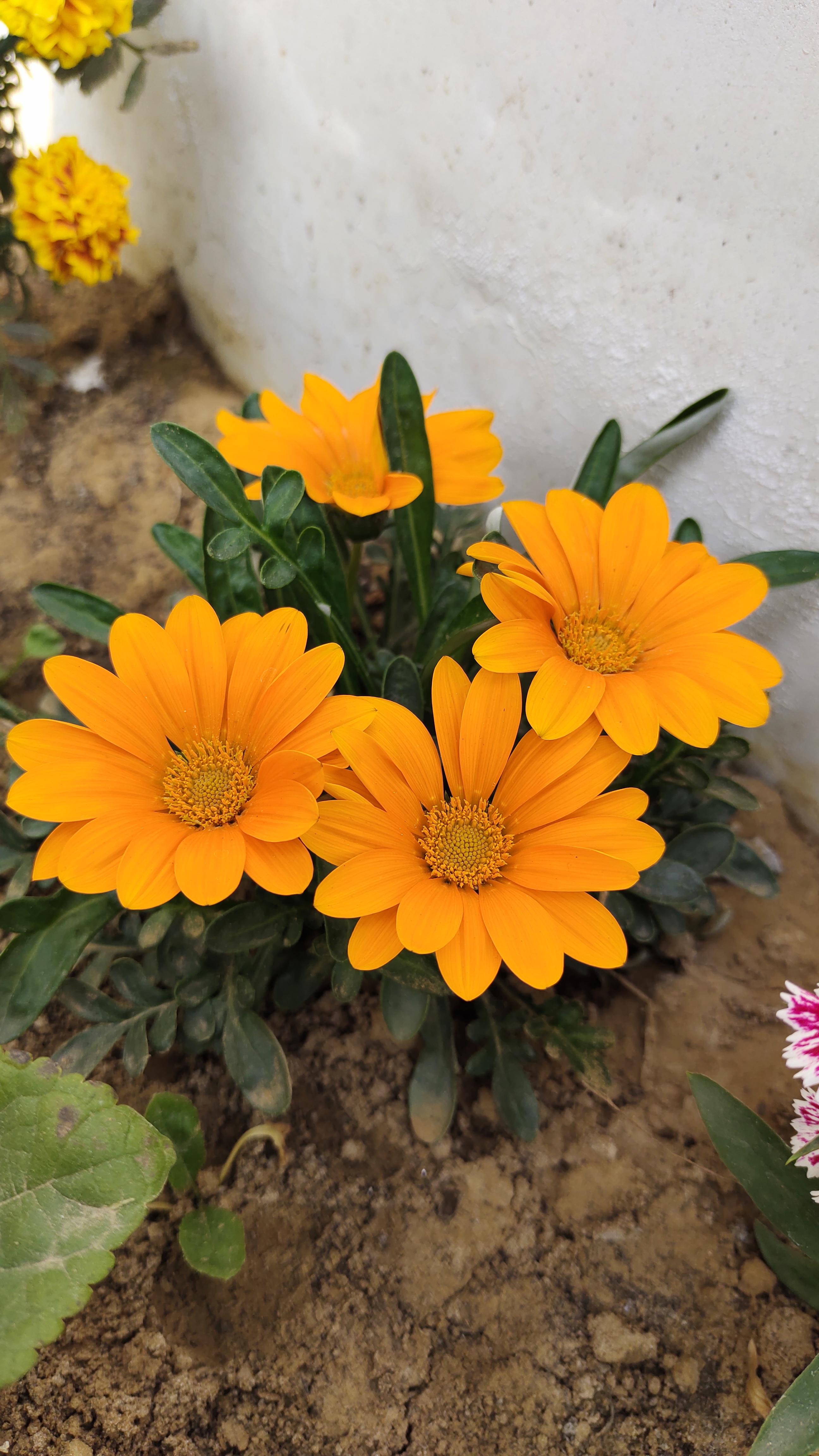 Gazanias r/gardening