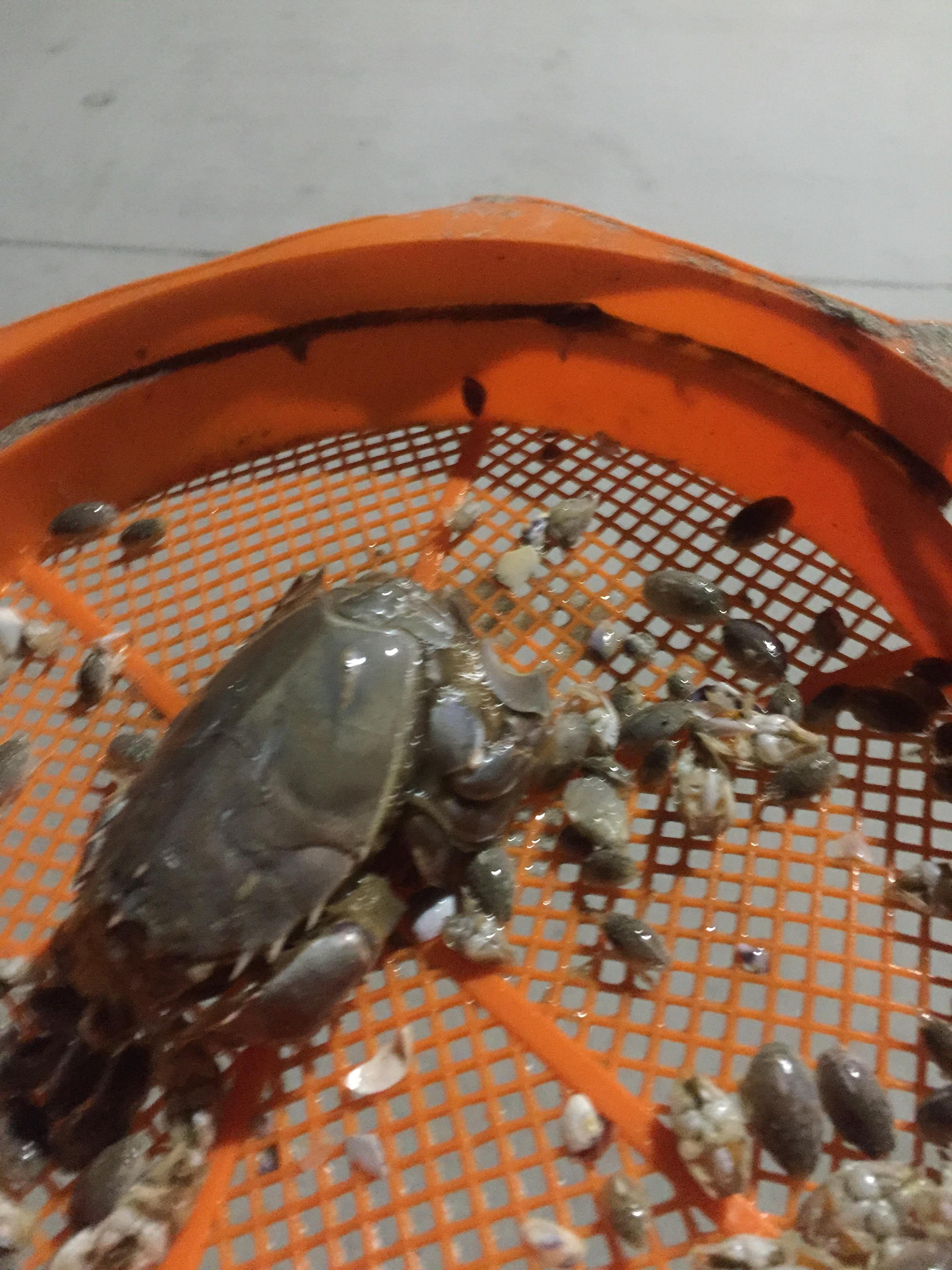 Last night I caught the biggest sand flea I had ever seen. r/Fishing