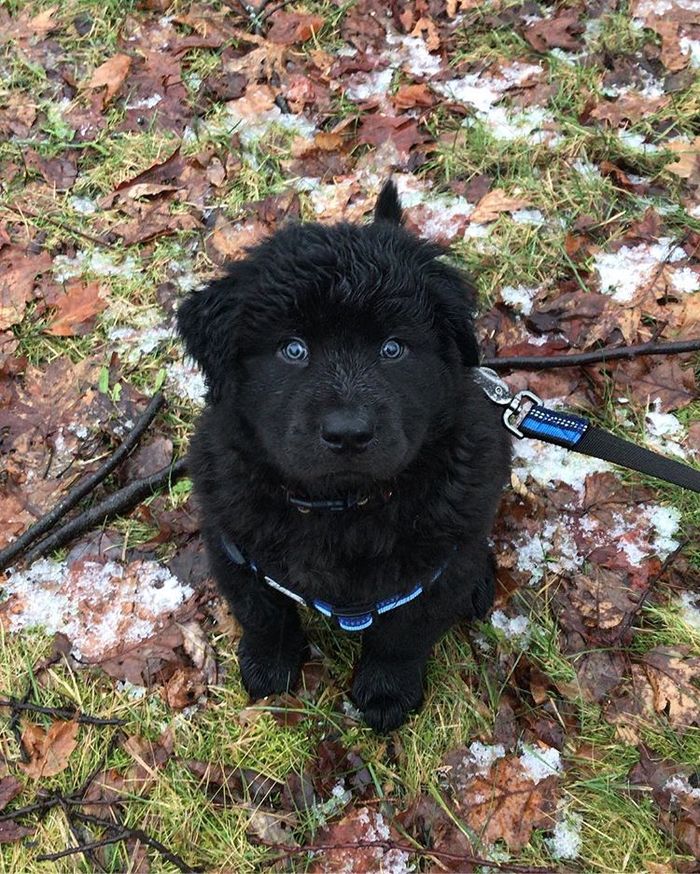 Beautiful Chabrador (mix Chow Chow and Labrador Retriever