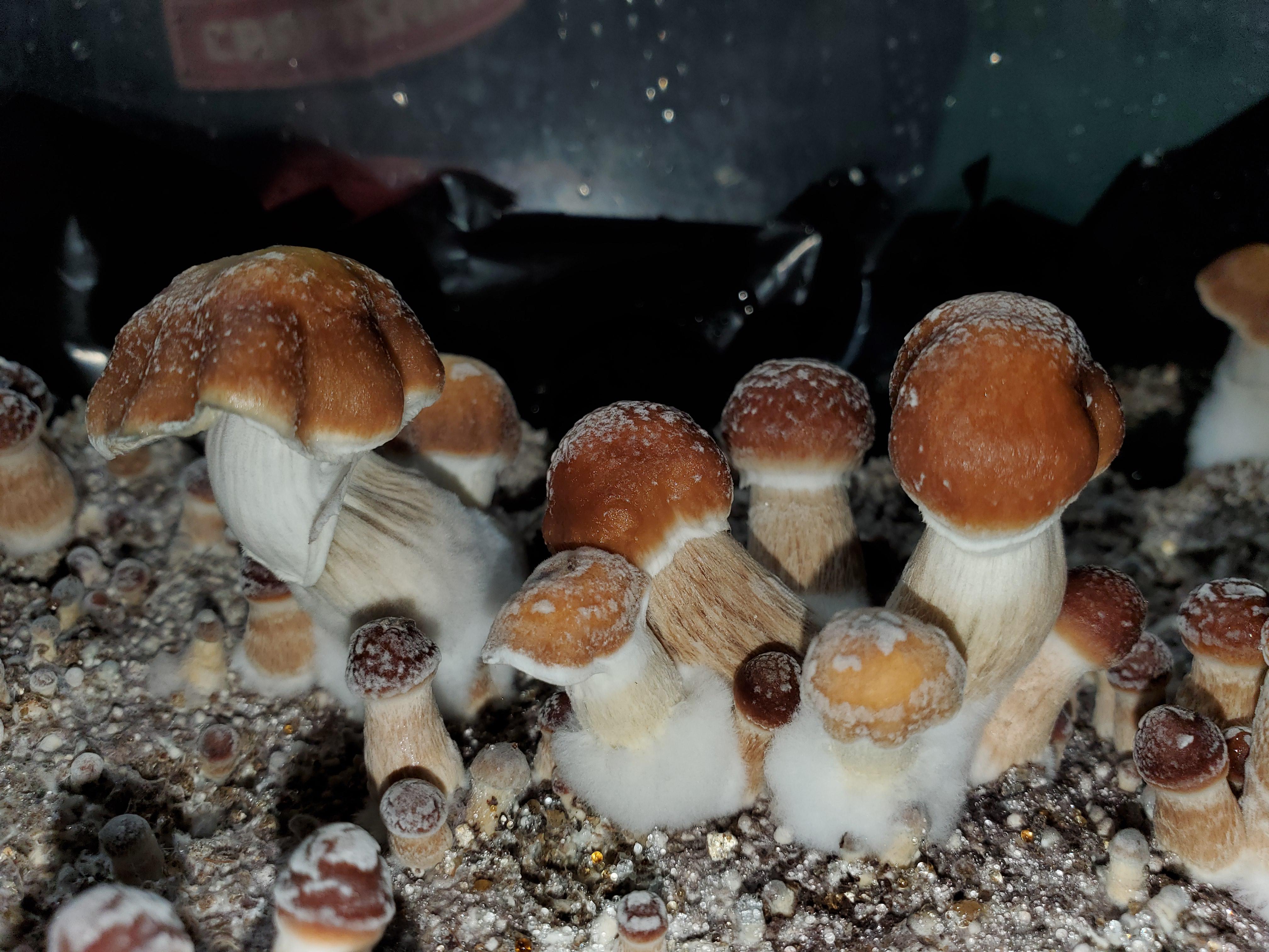 [Actives] heading into second flush and some of the mushrooms are