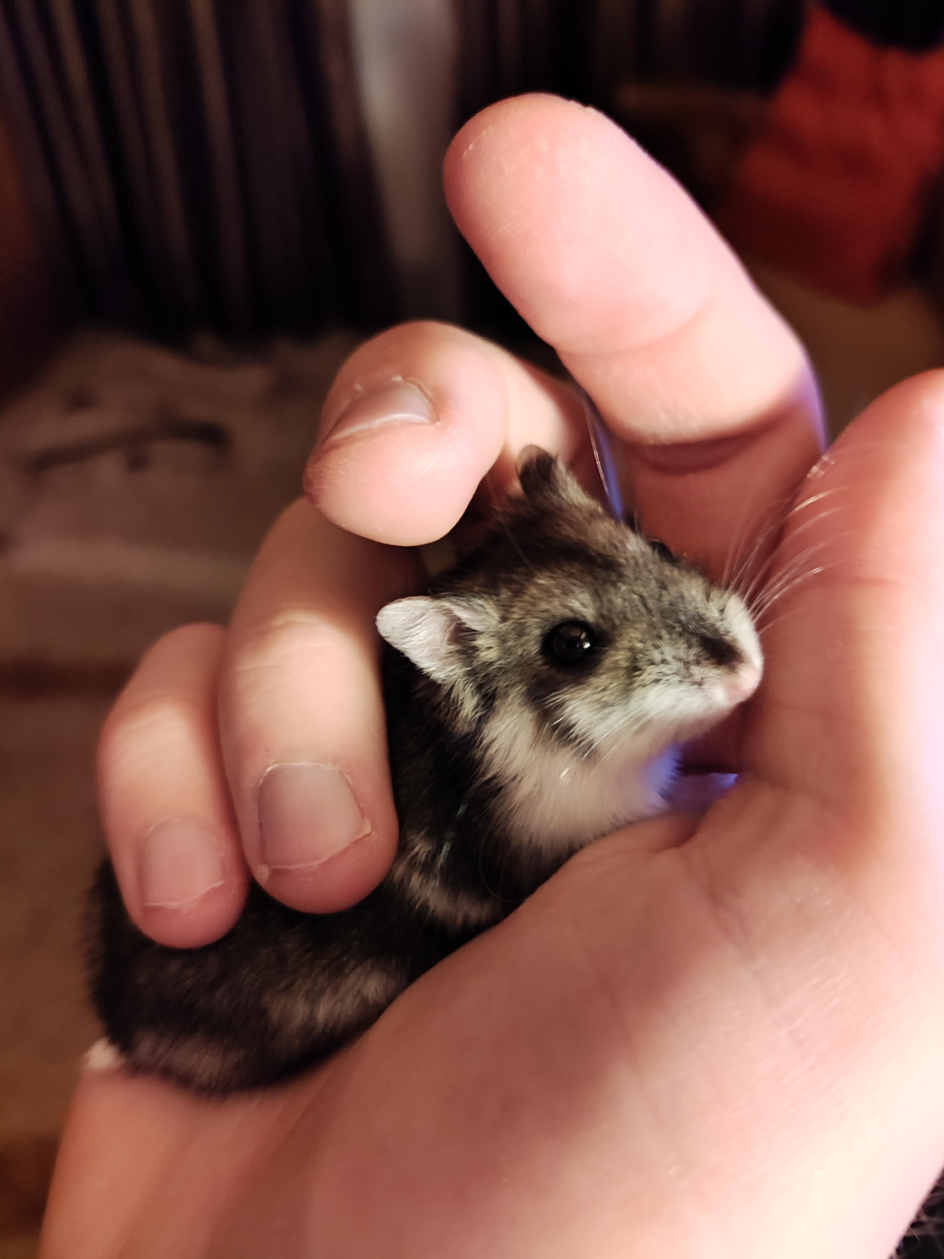 Meet Boobina, my first female hamster (and my 7th hamster overall) r