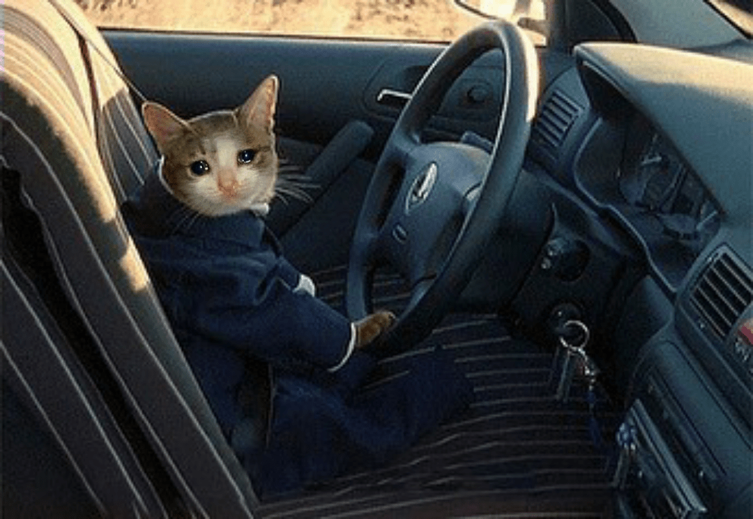 Sad Cat Get in the car! No time to explain now! By the way, help me