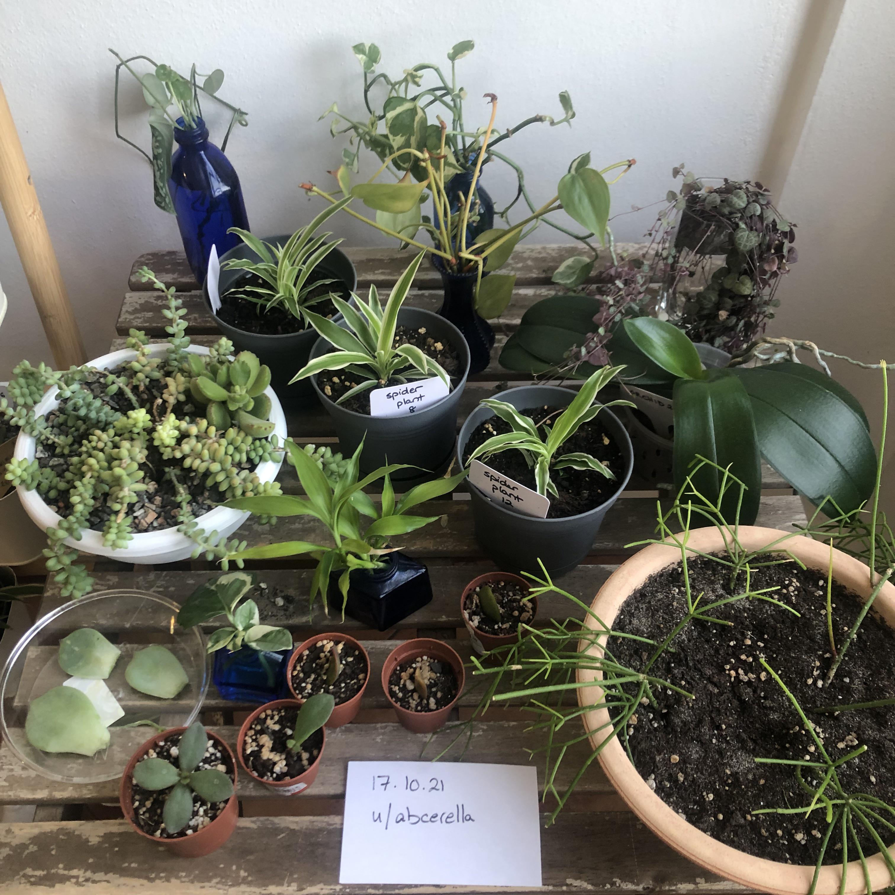 New to this sub list of plants in comments. Trading from northern