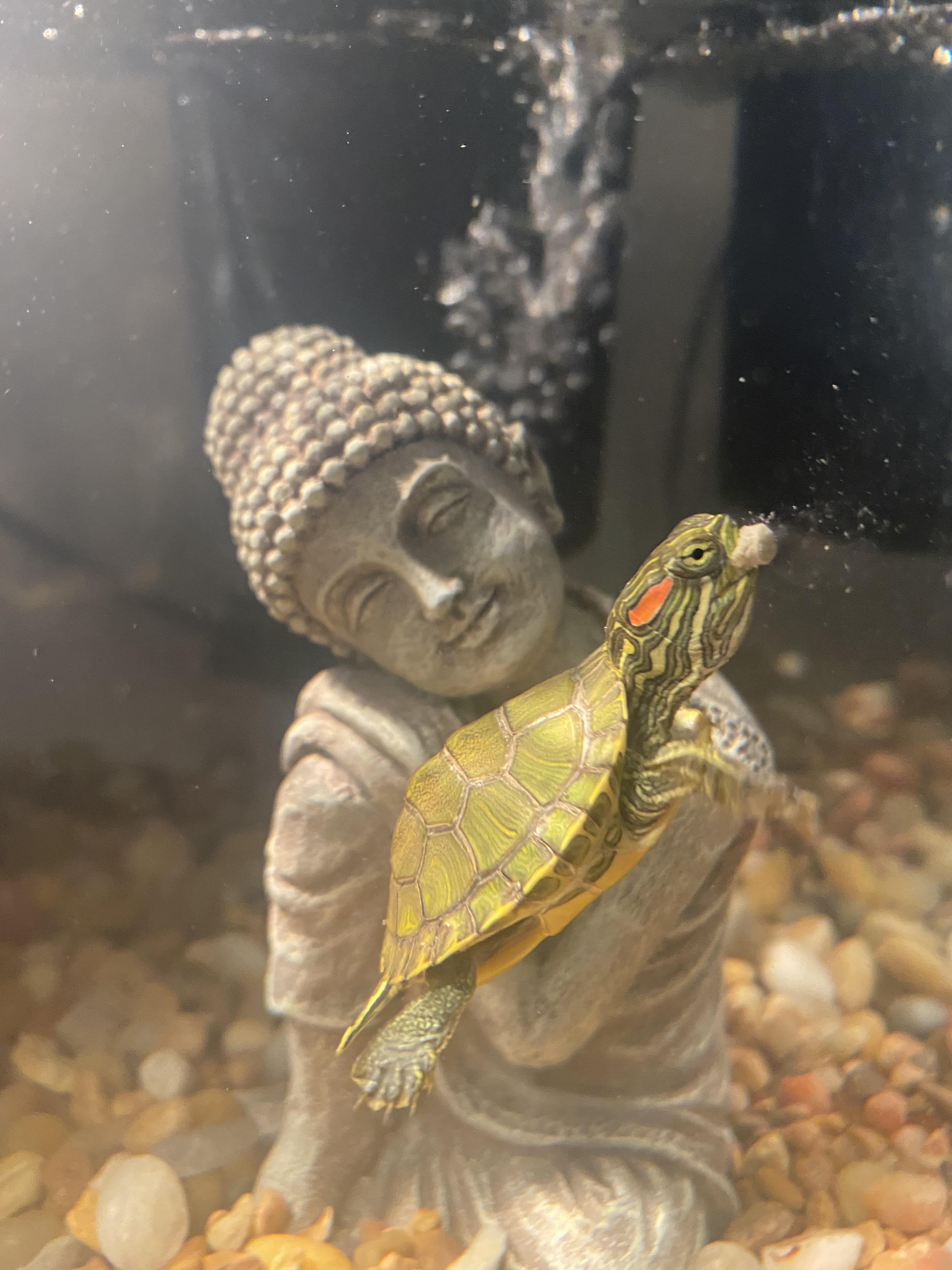 First time turtle owner! Had my little guy for a little over month now