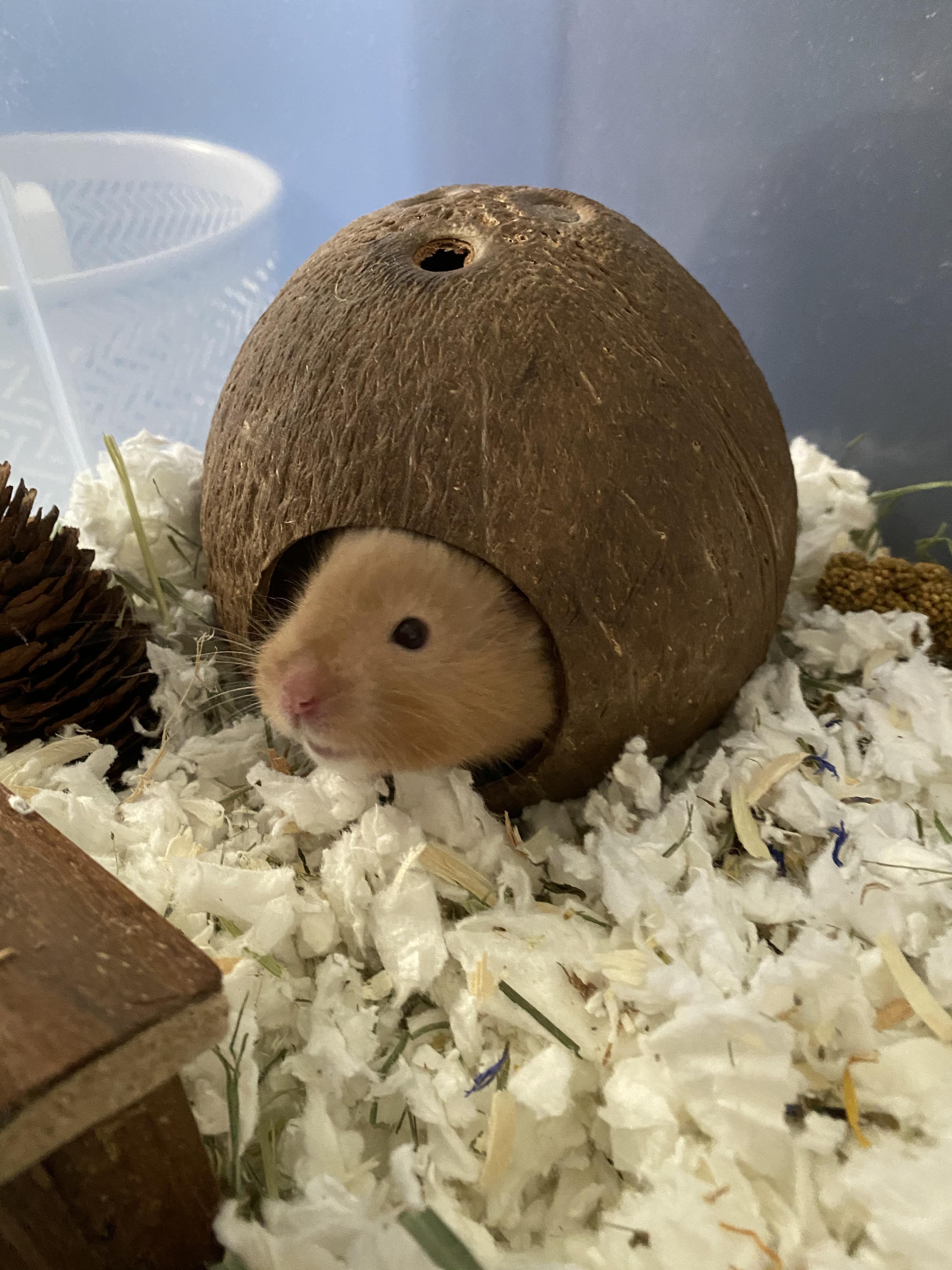 Do hamster’s sleep schedules change? I gave this boy a full cage clean