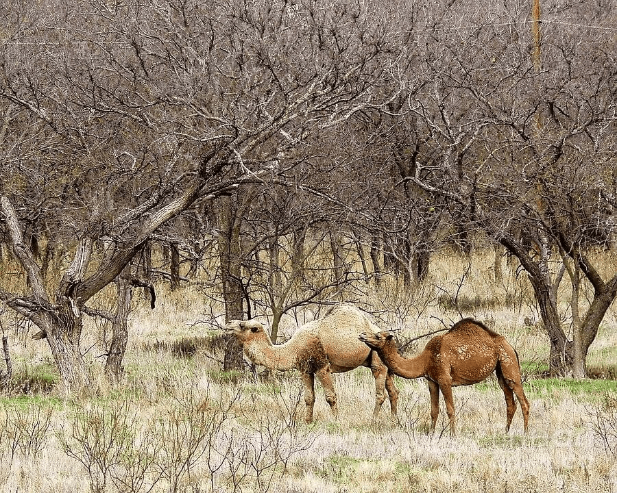 Feral camels in Texas r/megafaunarewilding