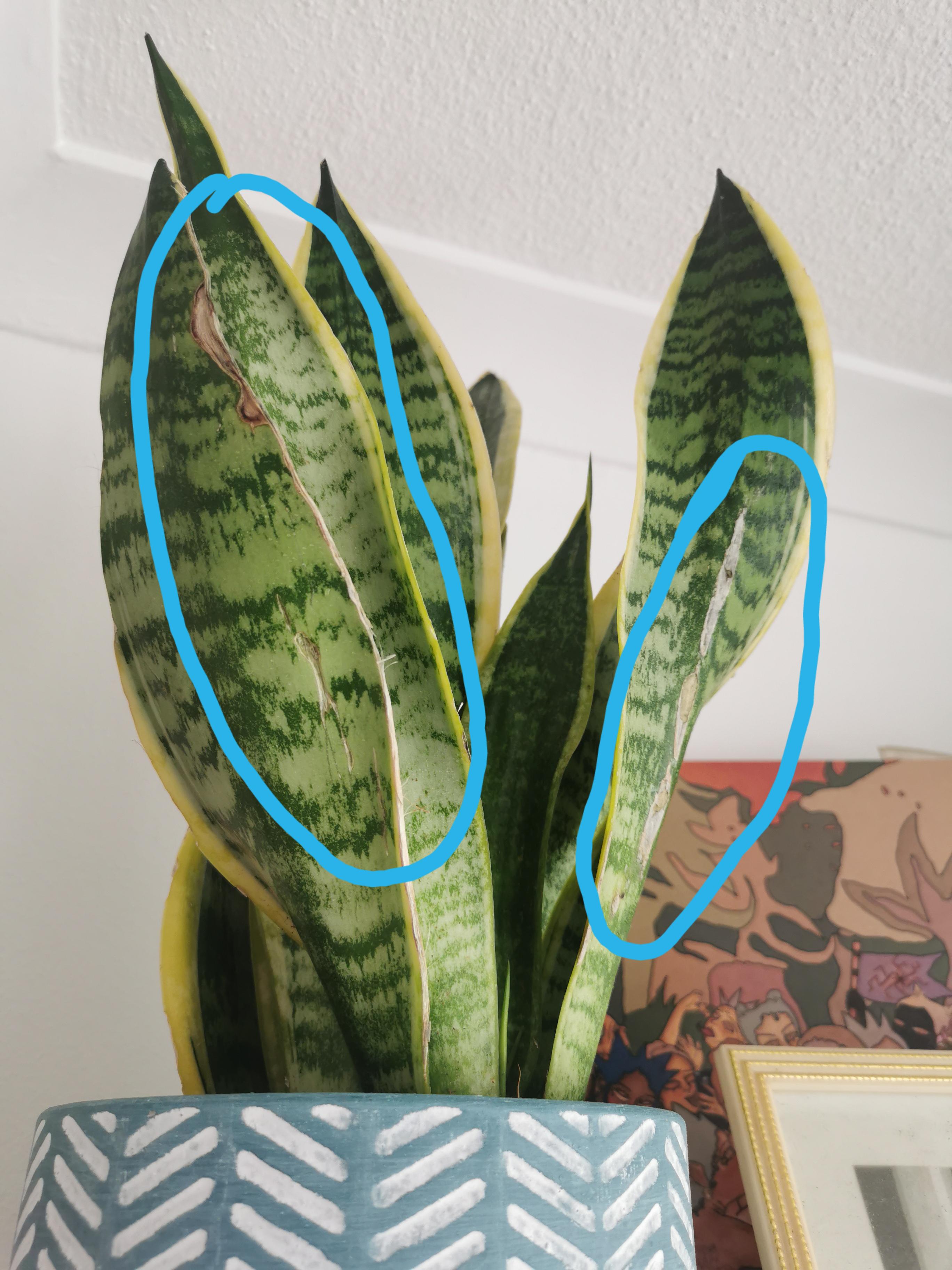 Damaged leaves on snake plant Is it because of lack of sunlight? (as