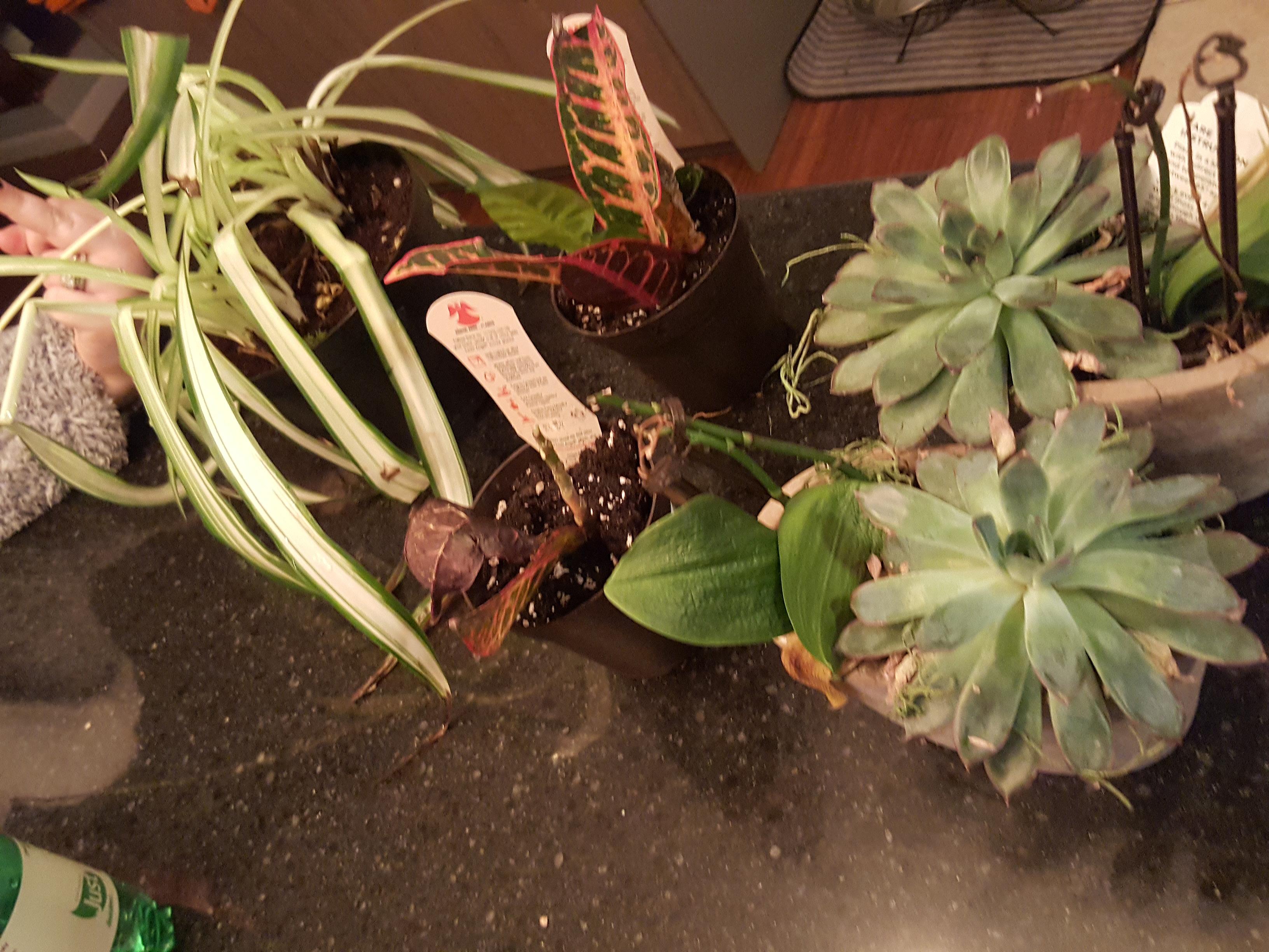 7 bucks for 5 plants on clearance rack at lowes r/houseplants