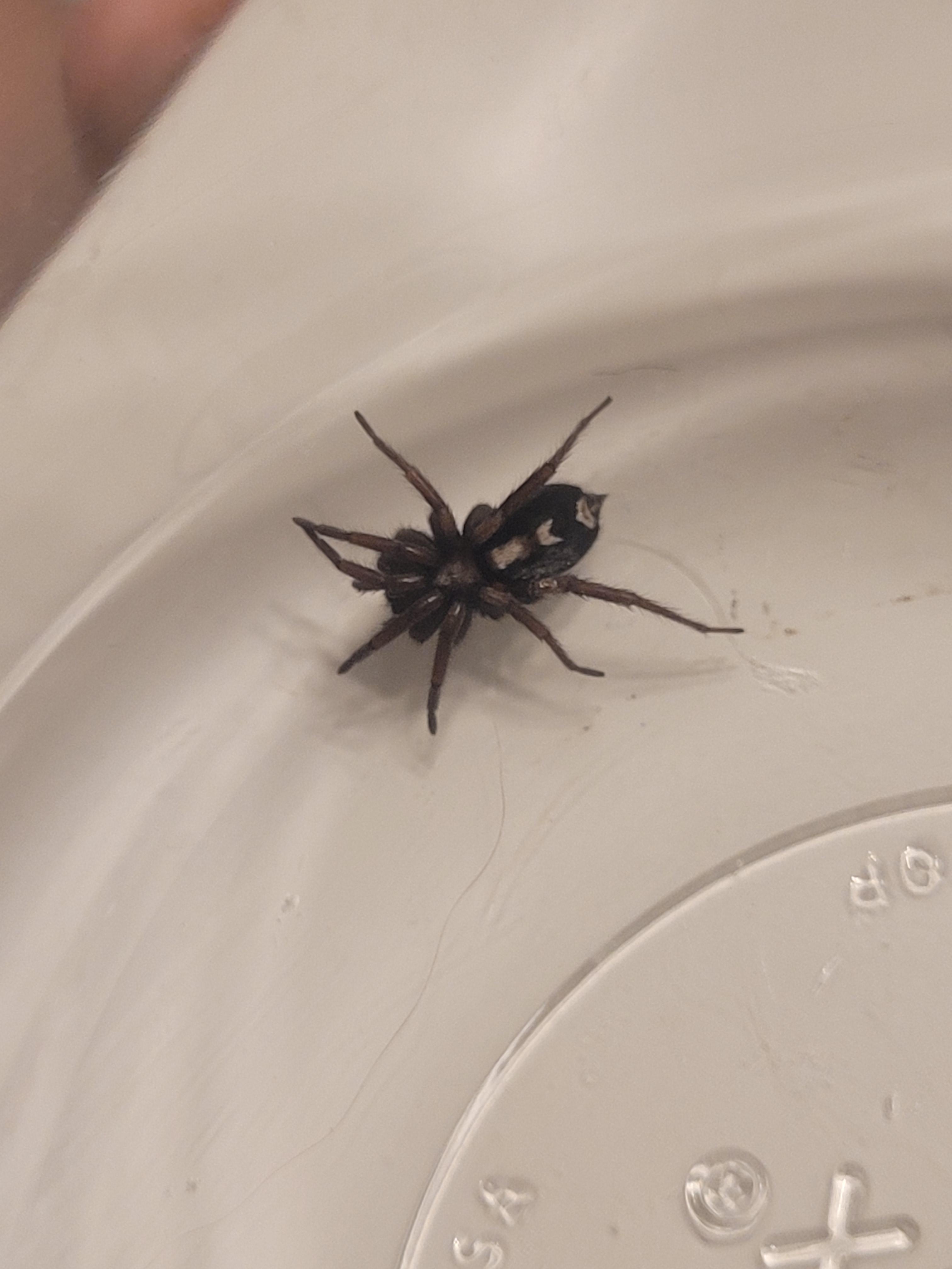 Found this lil guy in my living room among my kiddos toys. Madison, WI