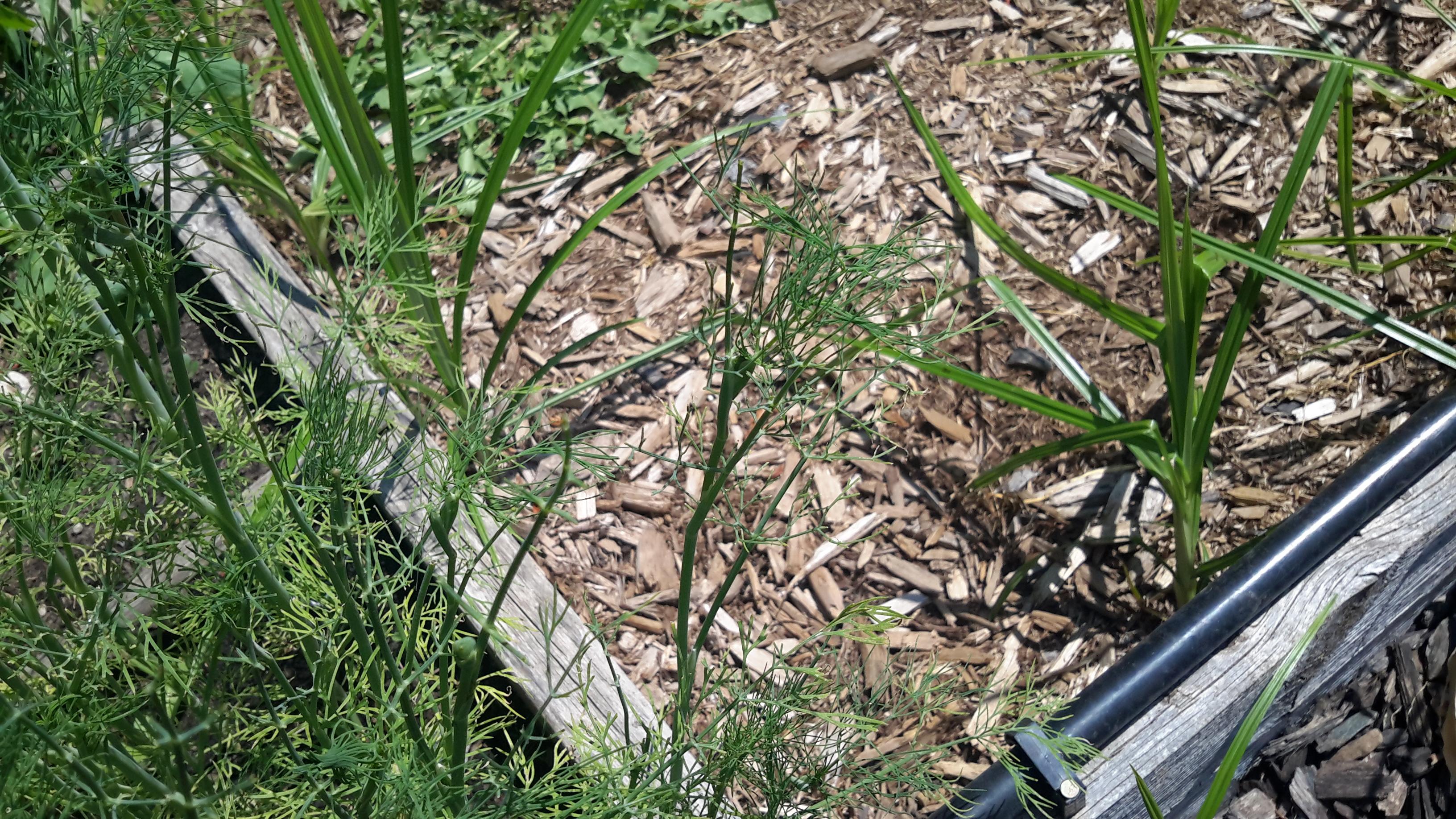 The tips of my dill keep disappearing, leaving only the stalks. Is